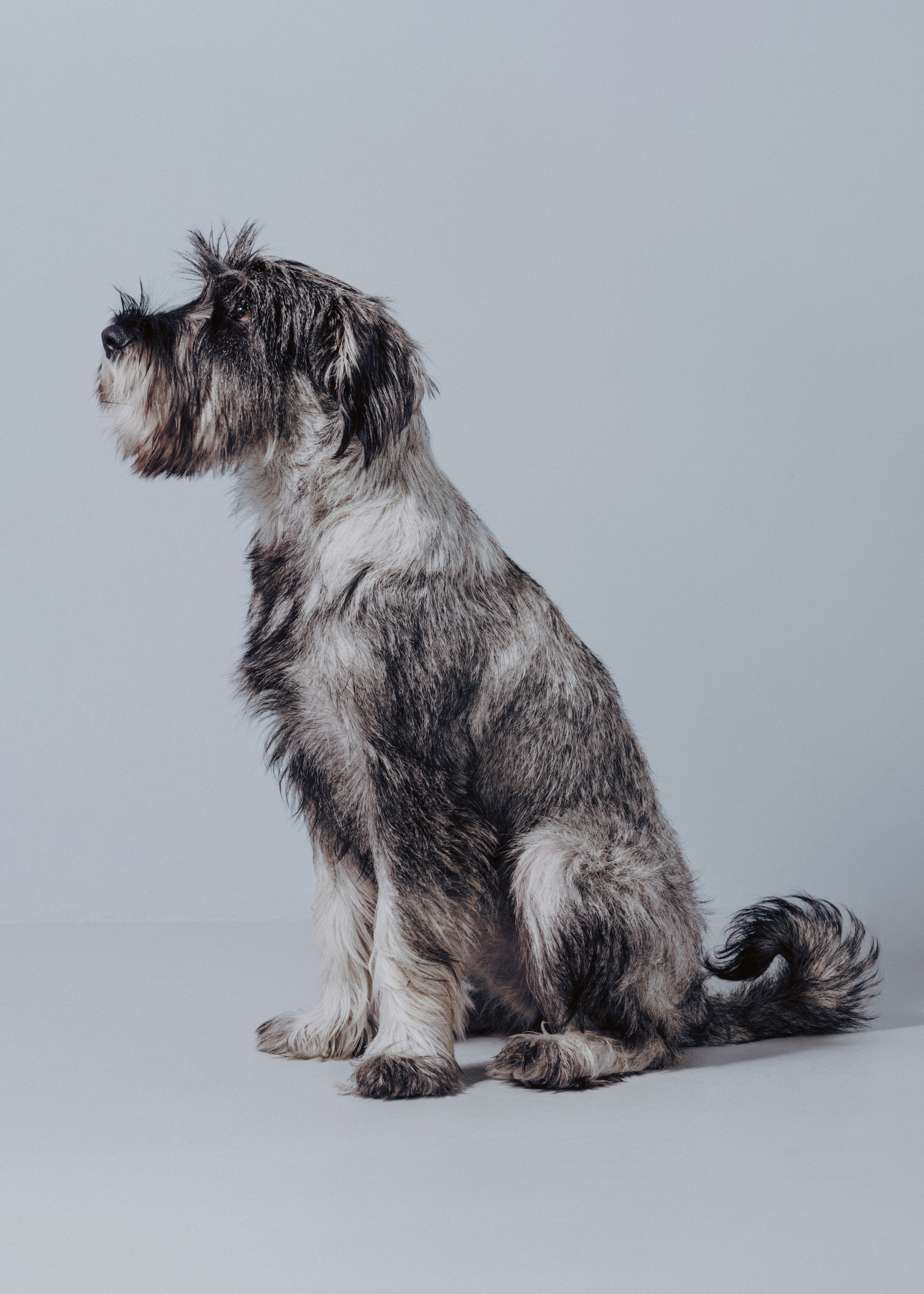 Тоша, Яшма, Наташа и Ариша. Фотограф- анималист Александра Матвеева