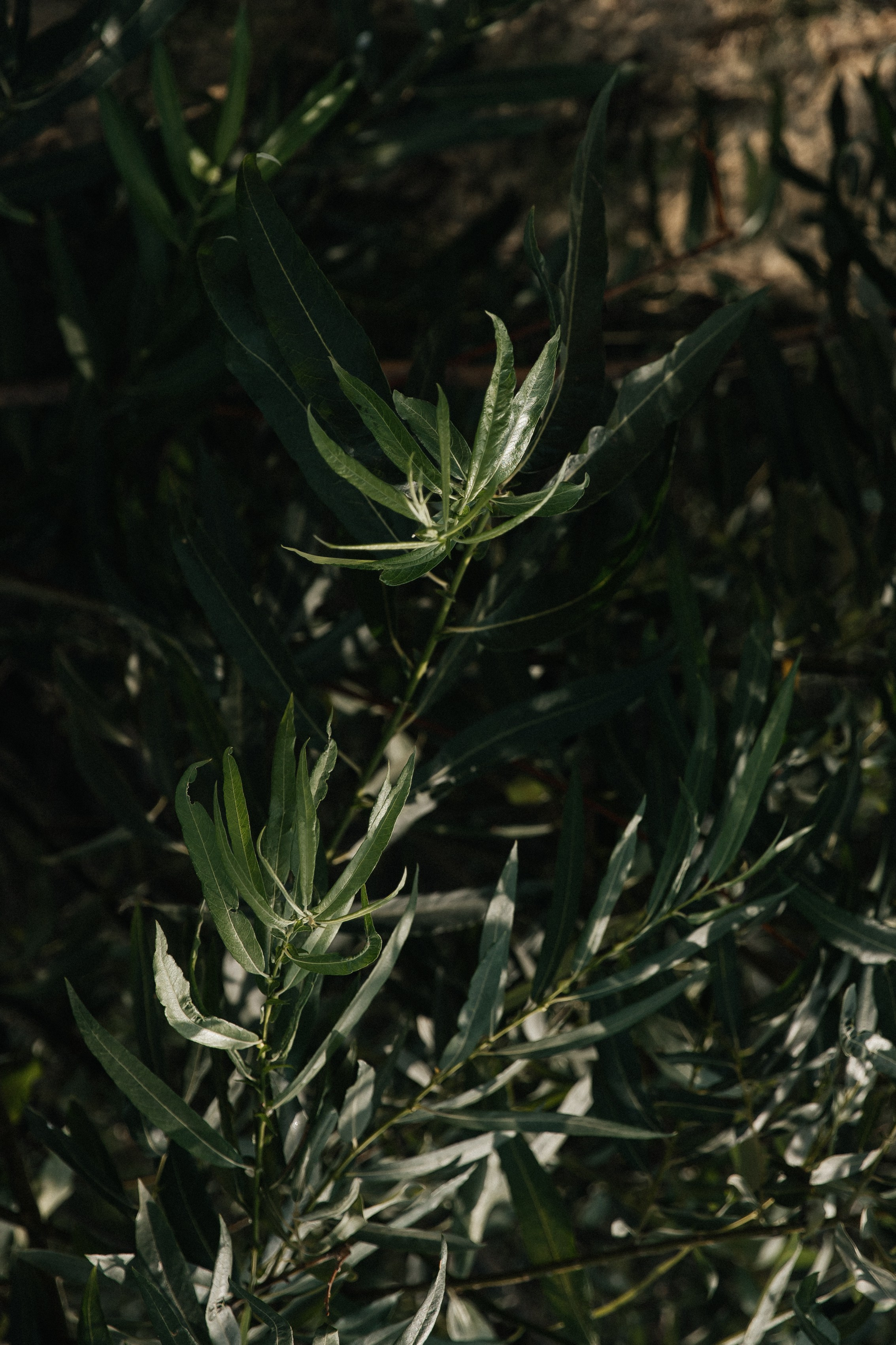 «Миг любви на целую жизнь». Свадебный и семейный фотограф в Якутске — Дьулусхан Прокопьев