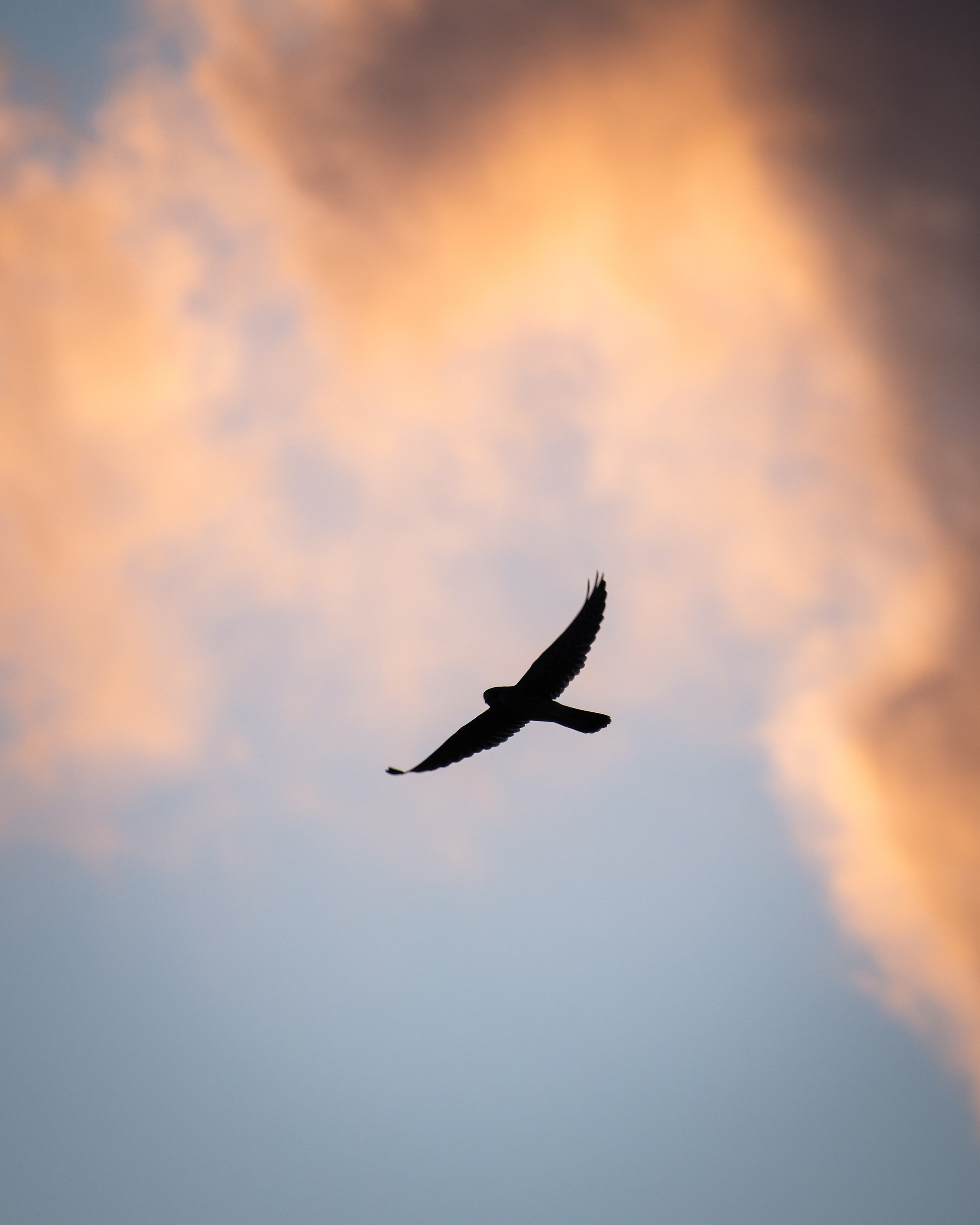 Cyprus 2023. Anton Chernov | Wildlife photographer