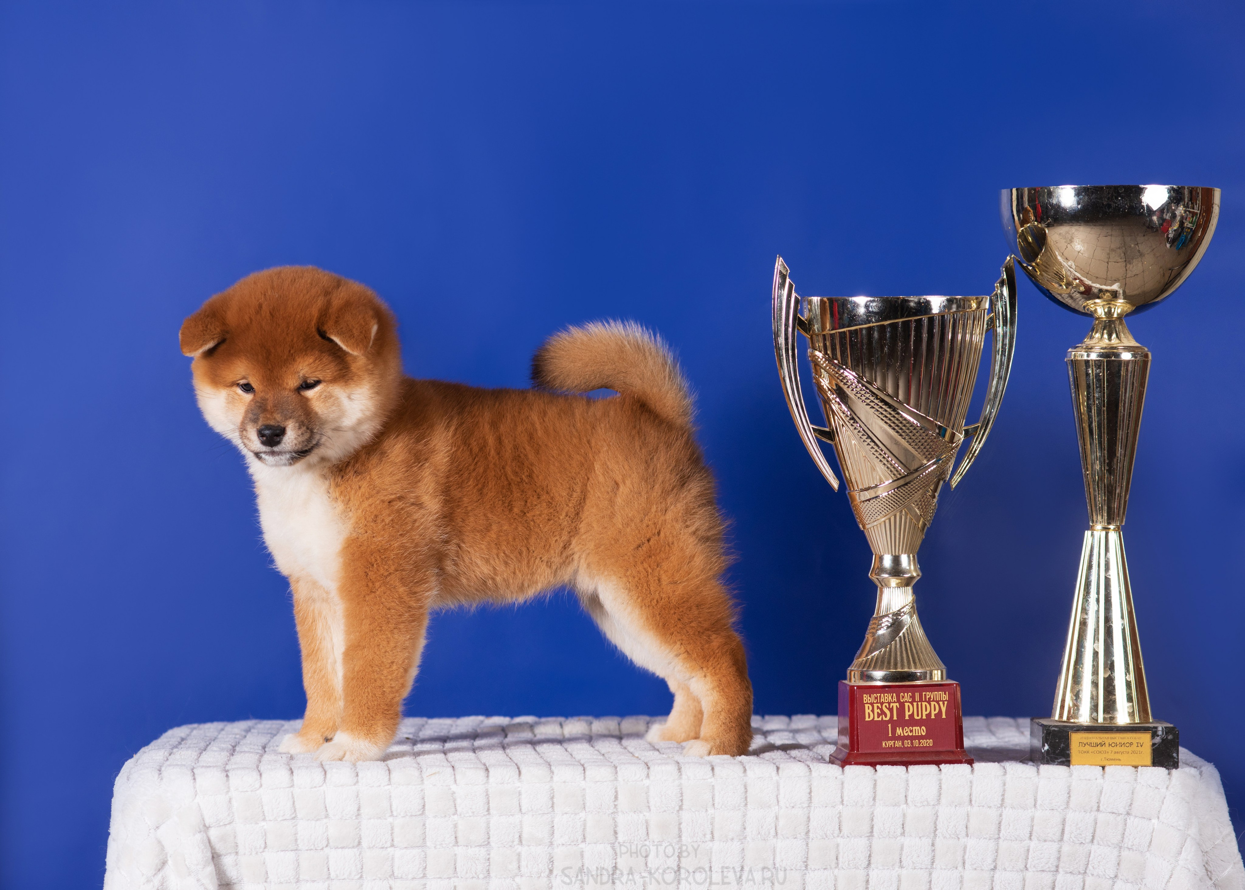 Милые щеночки. Дог-фотограф в Тюмени Александра Королева