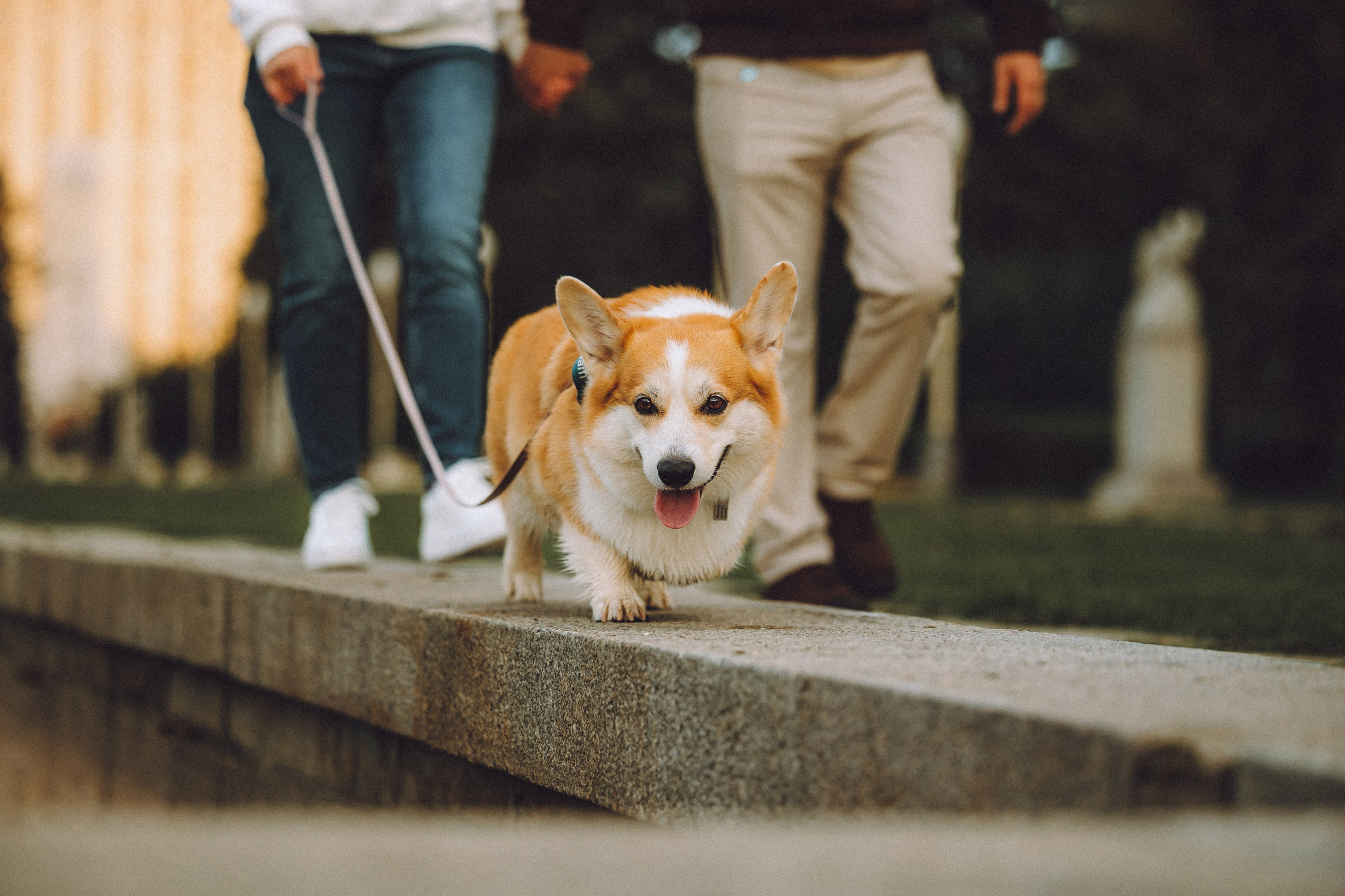 Пуговка и ее семья