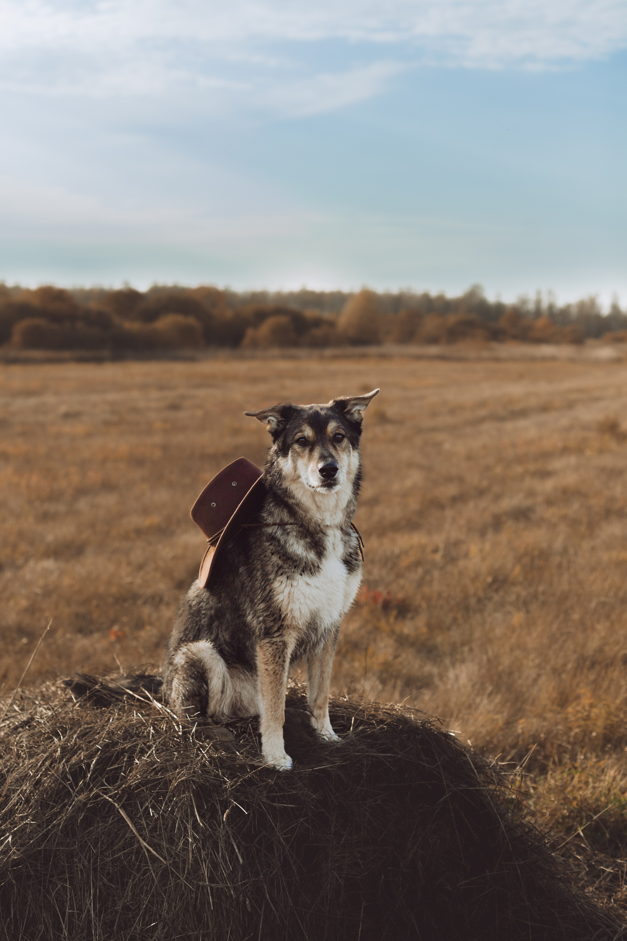 Кантри Дюк. Фотограф-анималист Татьяна Степанова