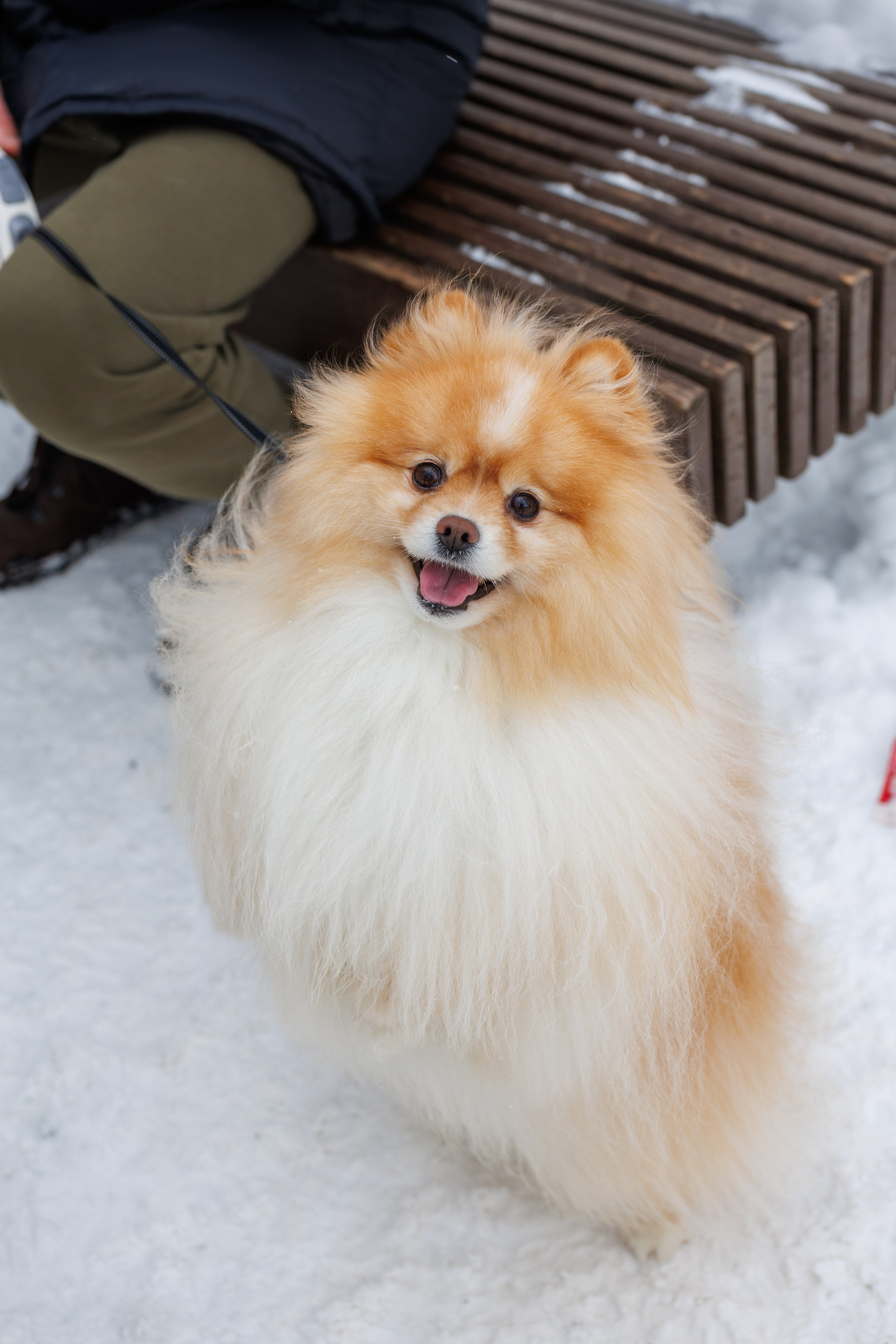 Масленица 2026, Солнечногорск, фотограф клин, репортажная съемка