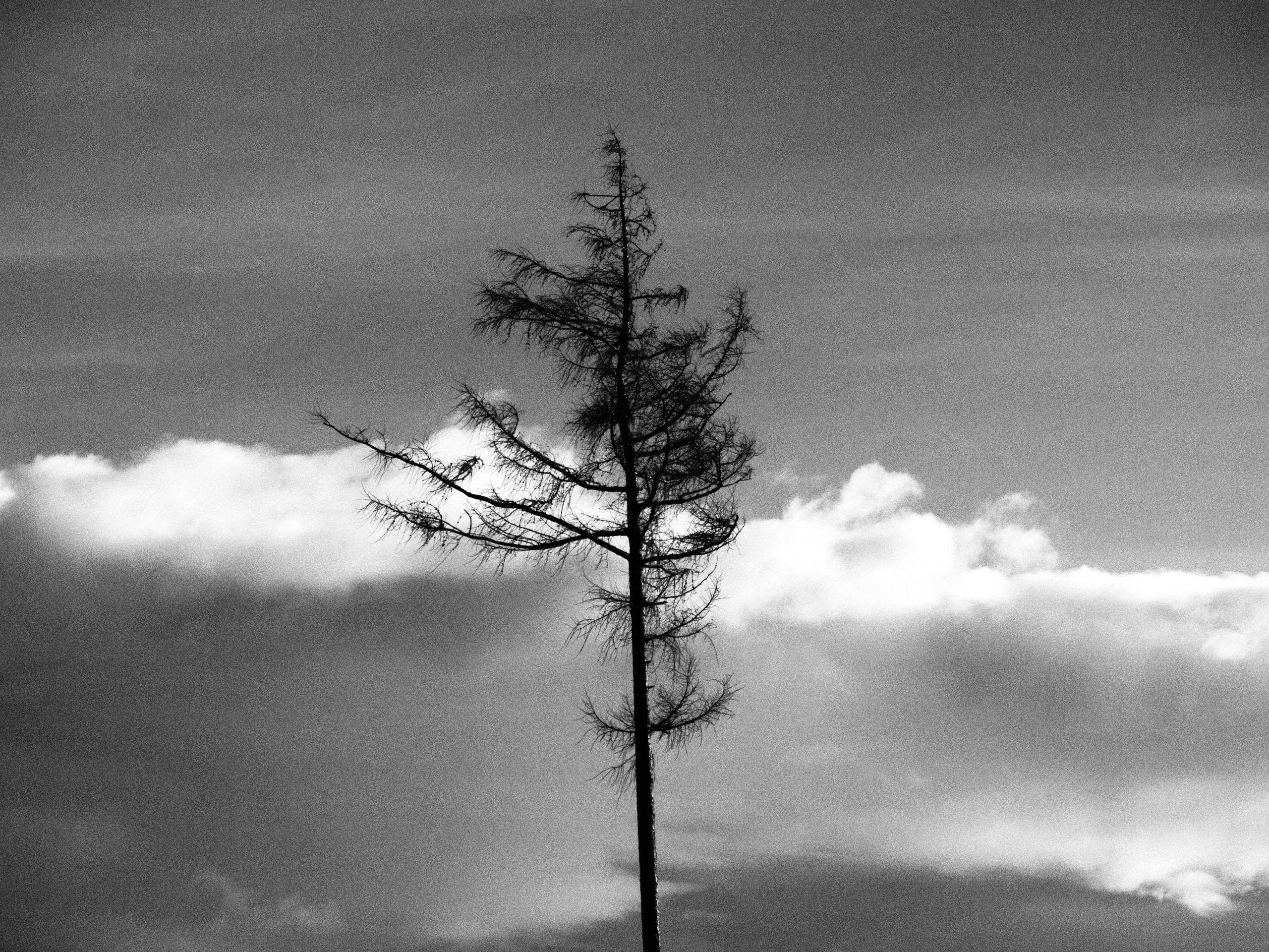 Таинственный лес