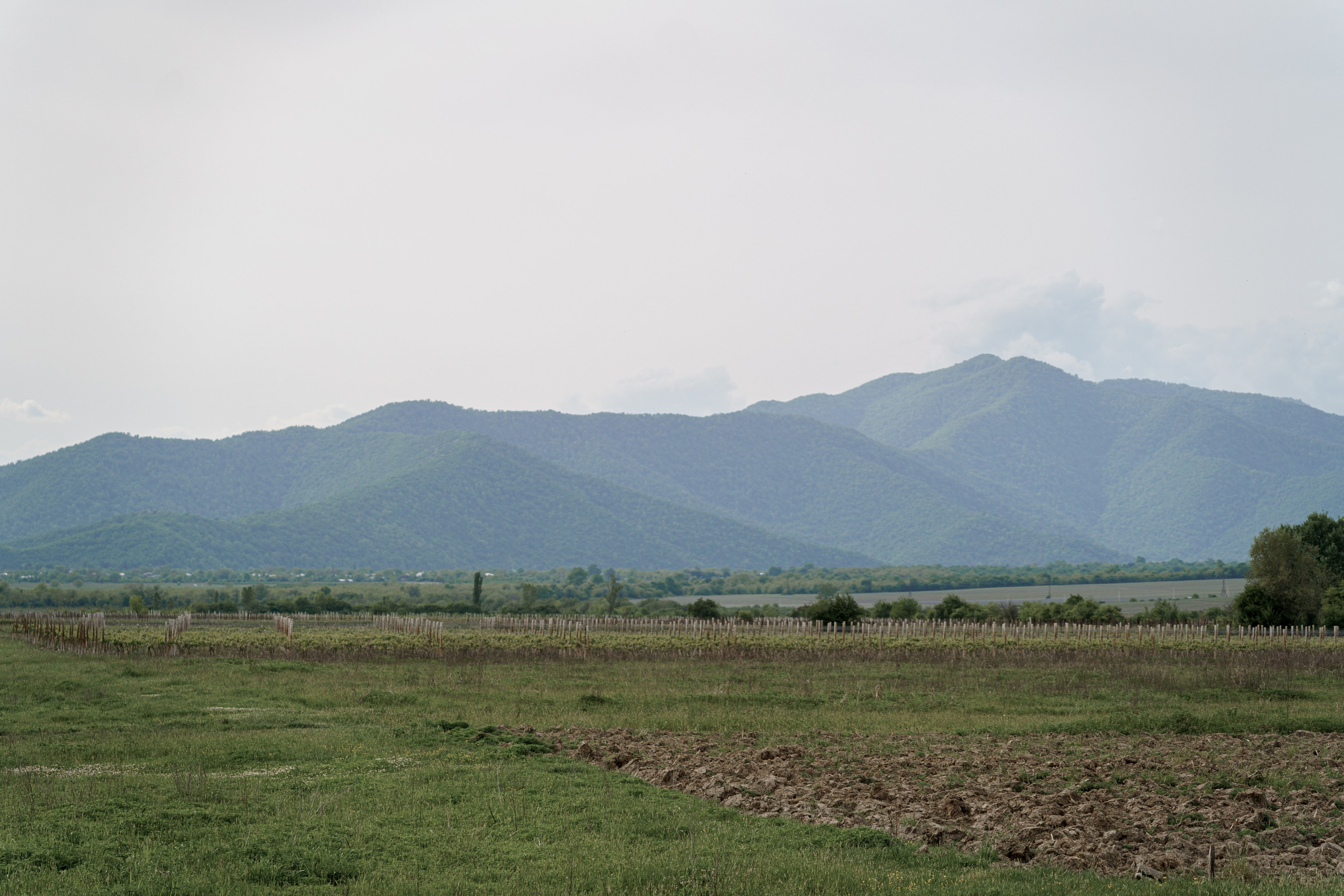 Кахетия: Семён и Лейла. Свадебный и индивидуальный фотограф Татьяна Гуляева