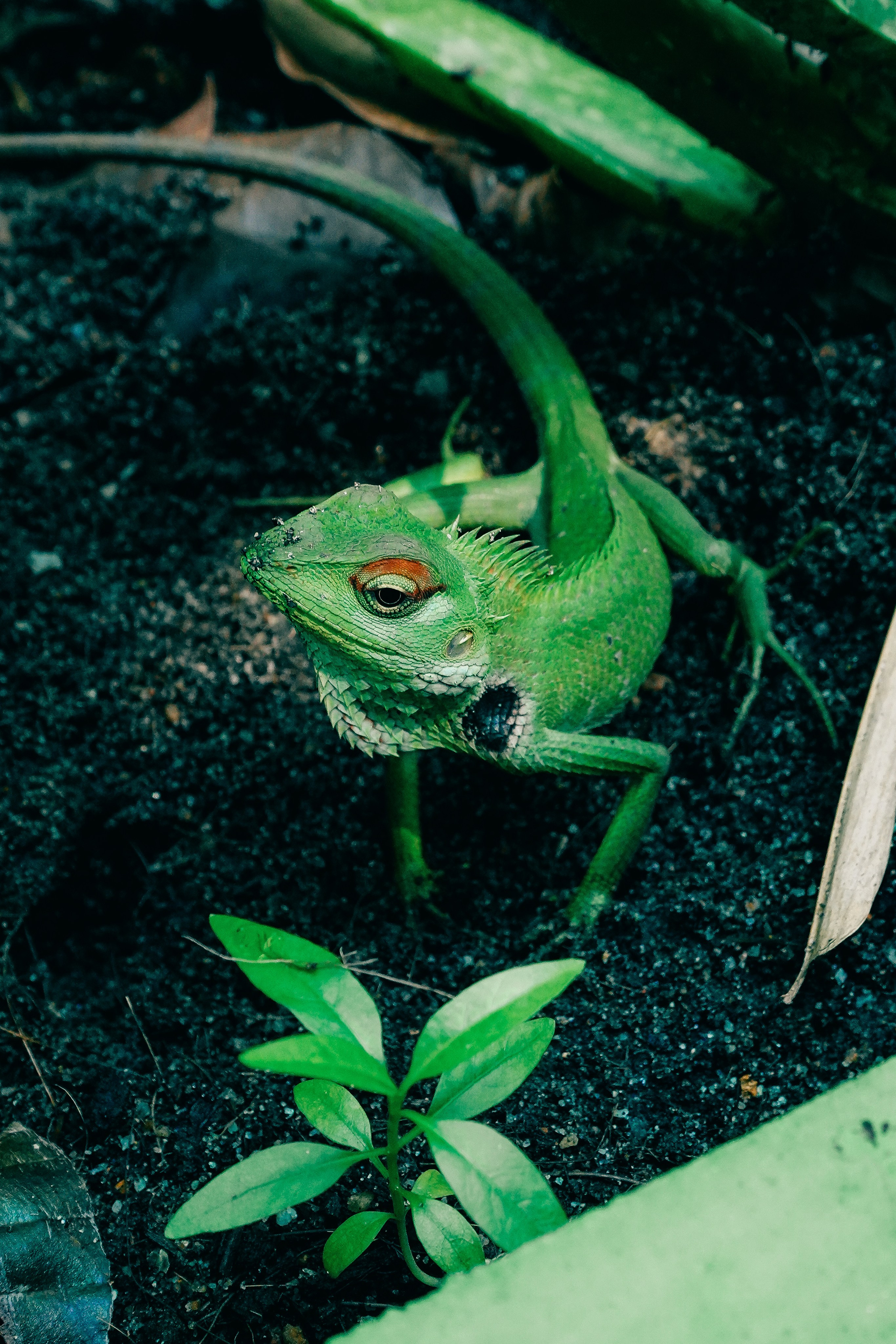 Шри-Ланка. Фотограф Алиса Аспер