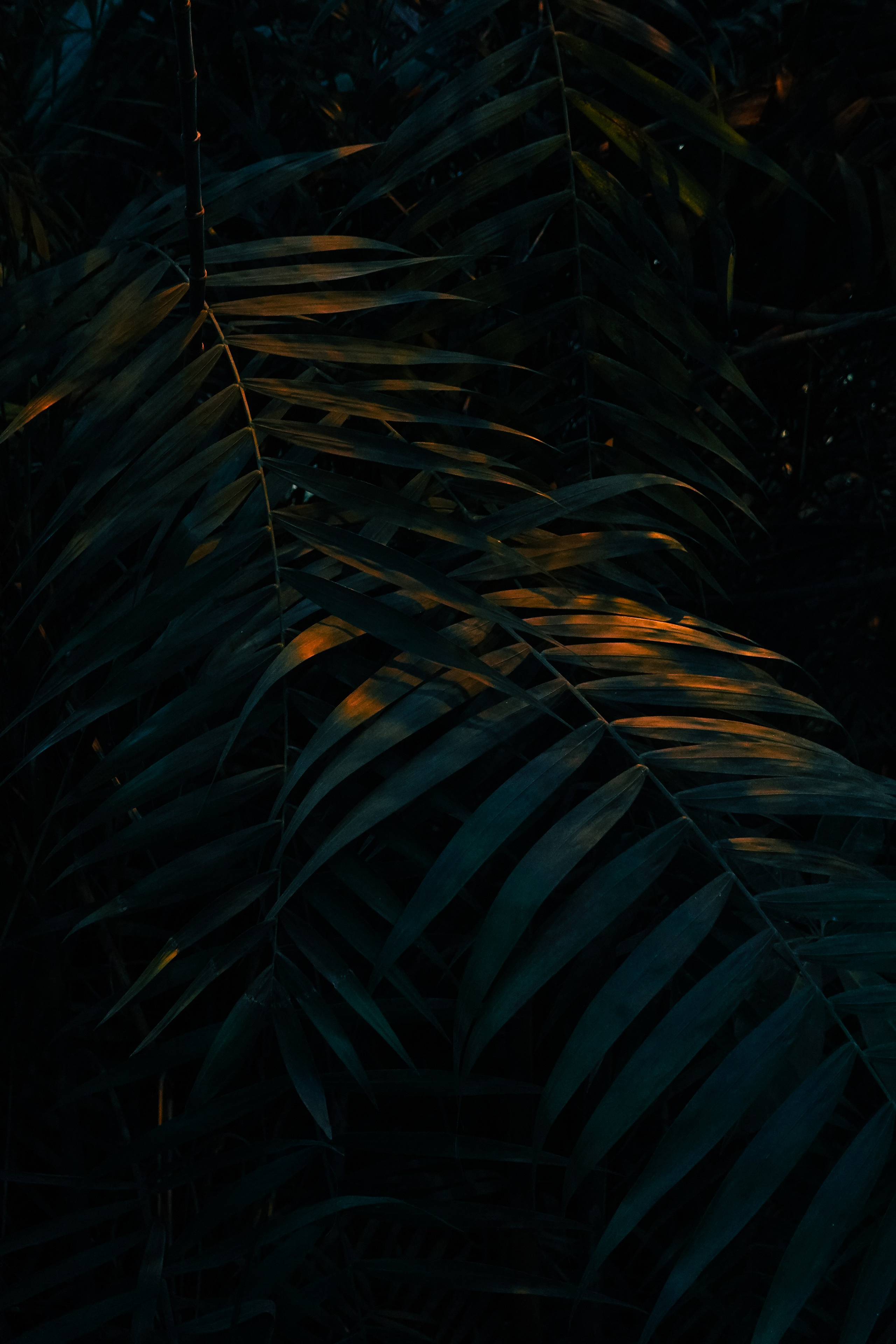 Ботанический сад. Фотограф Алиса Аспер