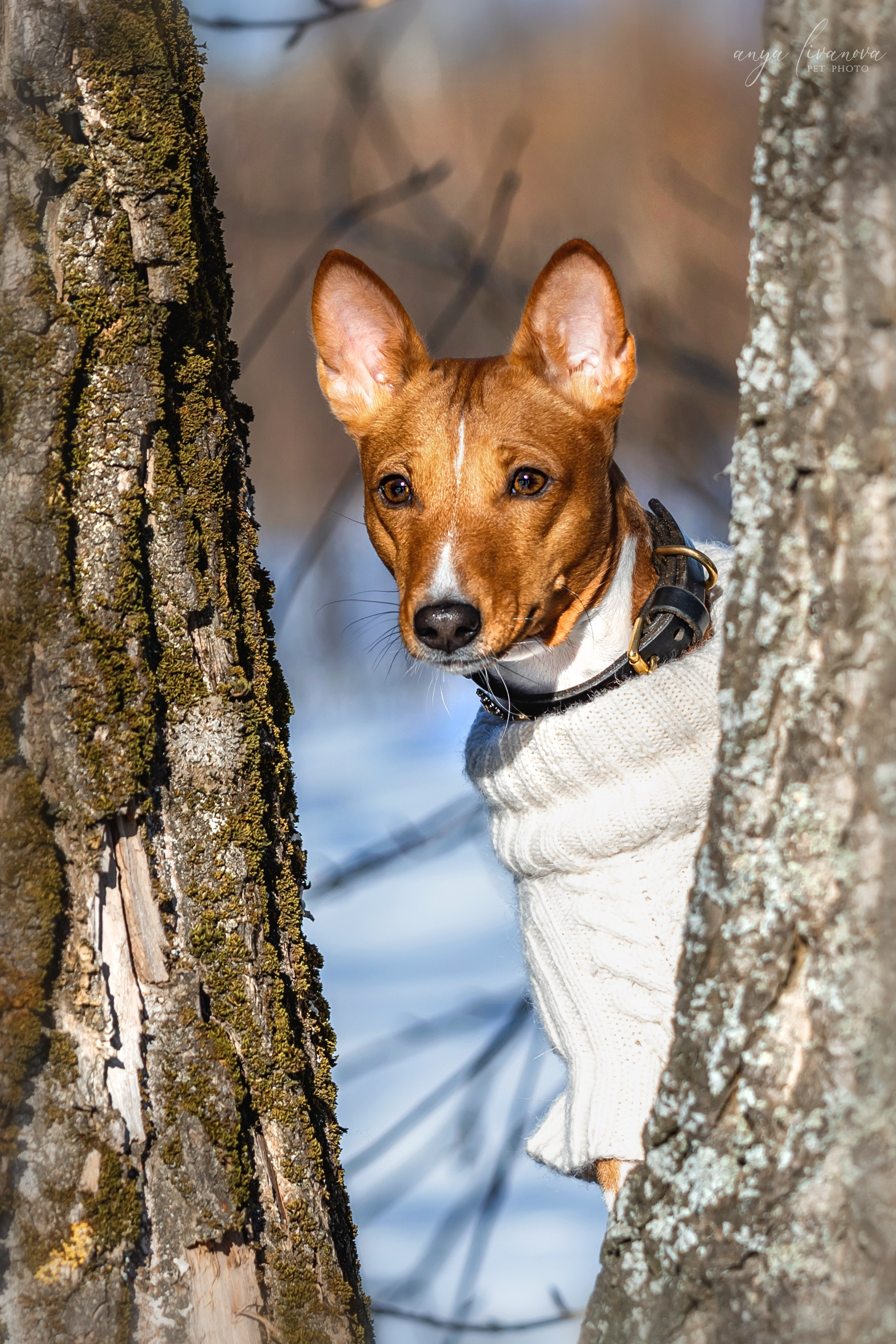 Одри и Ника. Фотограф анималист Аня Ливанова | Рыбинск