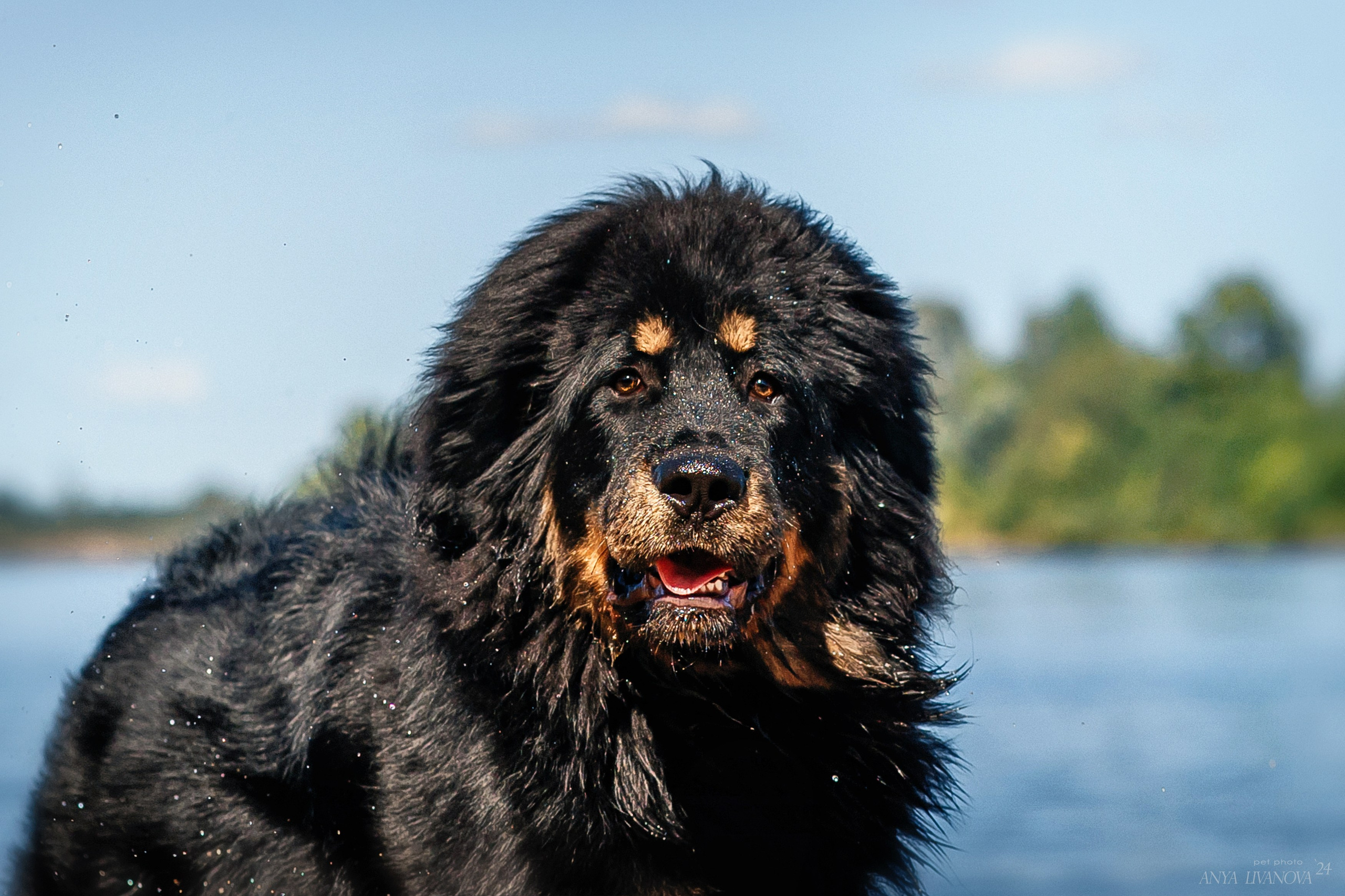 Адмирал. Фотограф анималист Аня Ливанова | Рыбинск