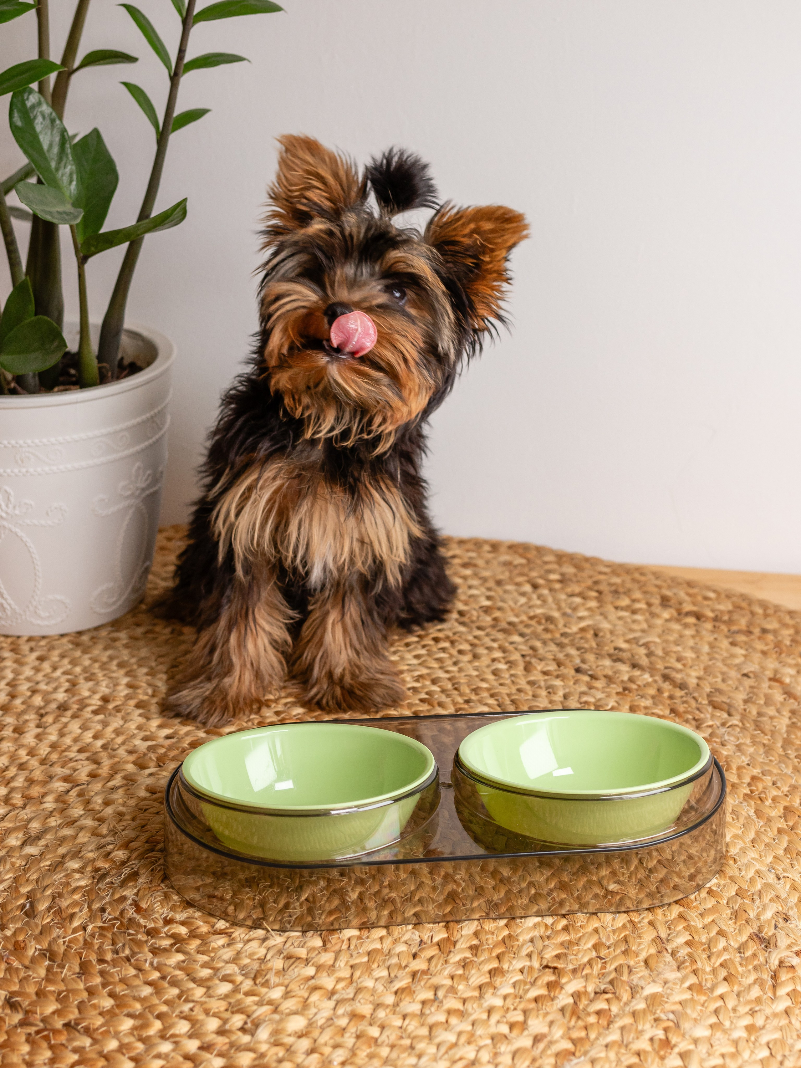 Миска для собаки. Фотограф в Краснодаре Арина Кудряшова