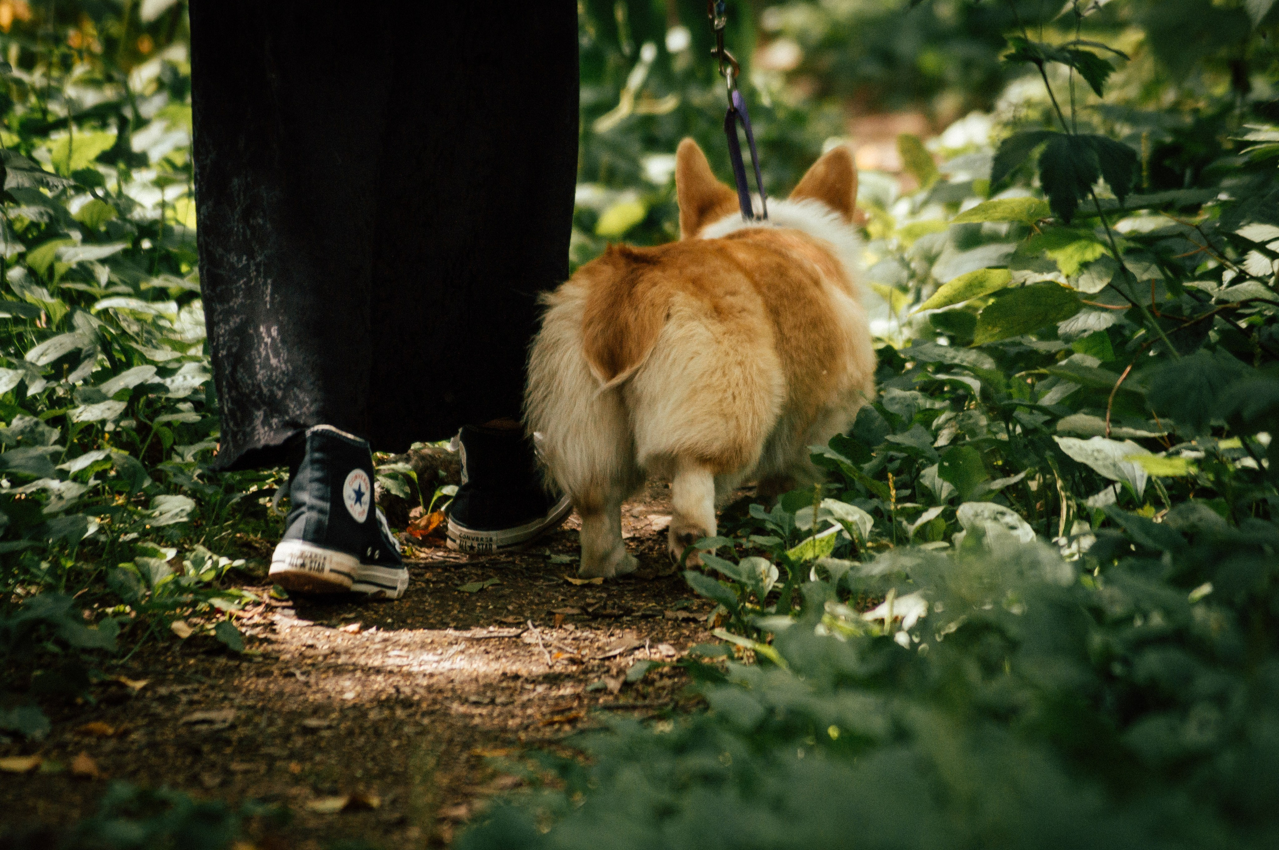 Фотосессия с собакой сахалин. Фотограф сахалин