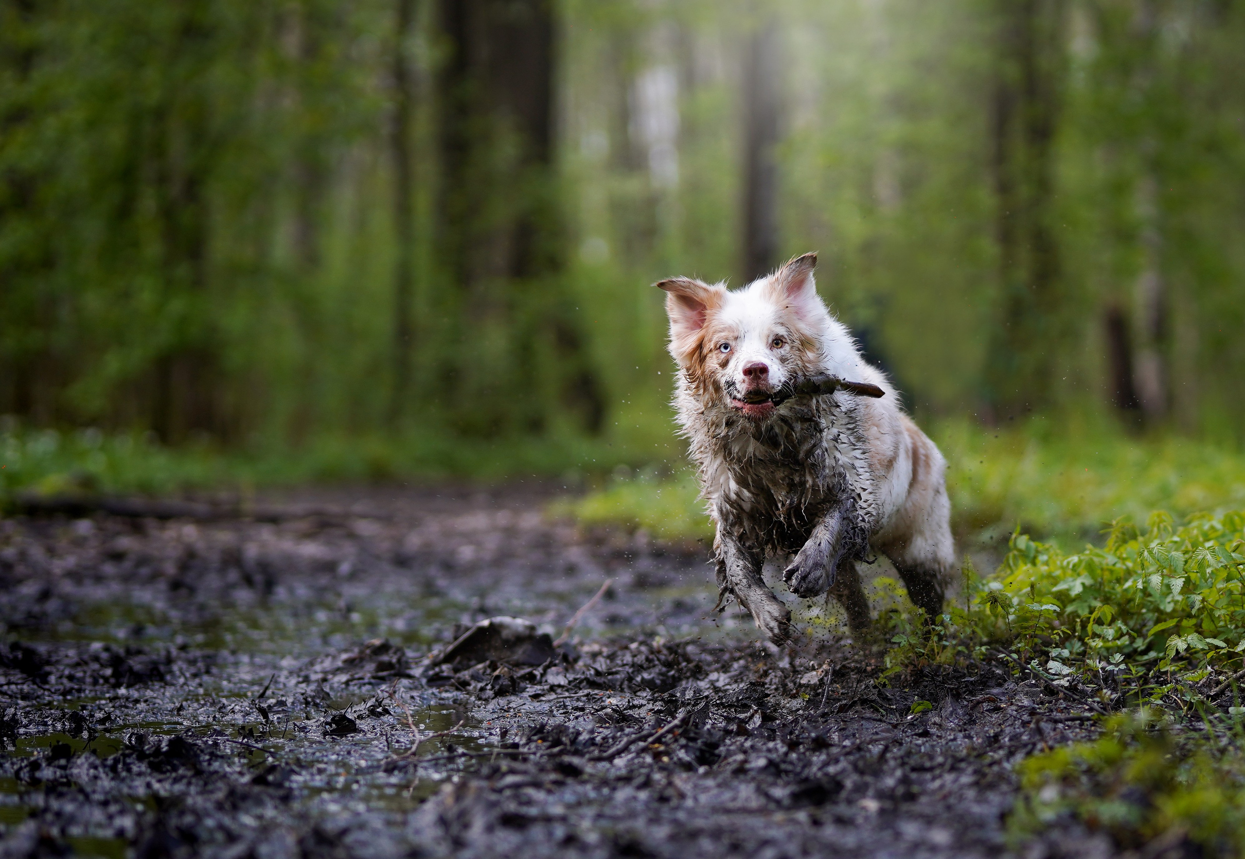 Рокки и Гермиона. Фотограф-анималист в Санкт-Петербурге Яна Мартынова