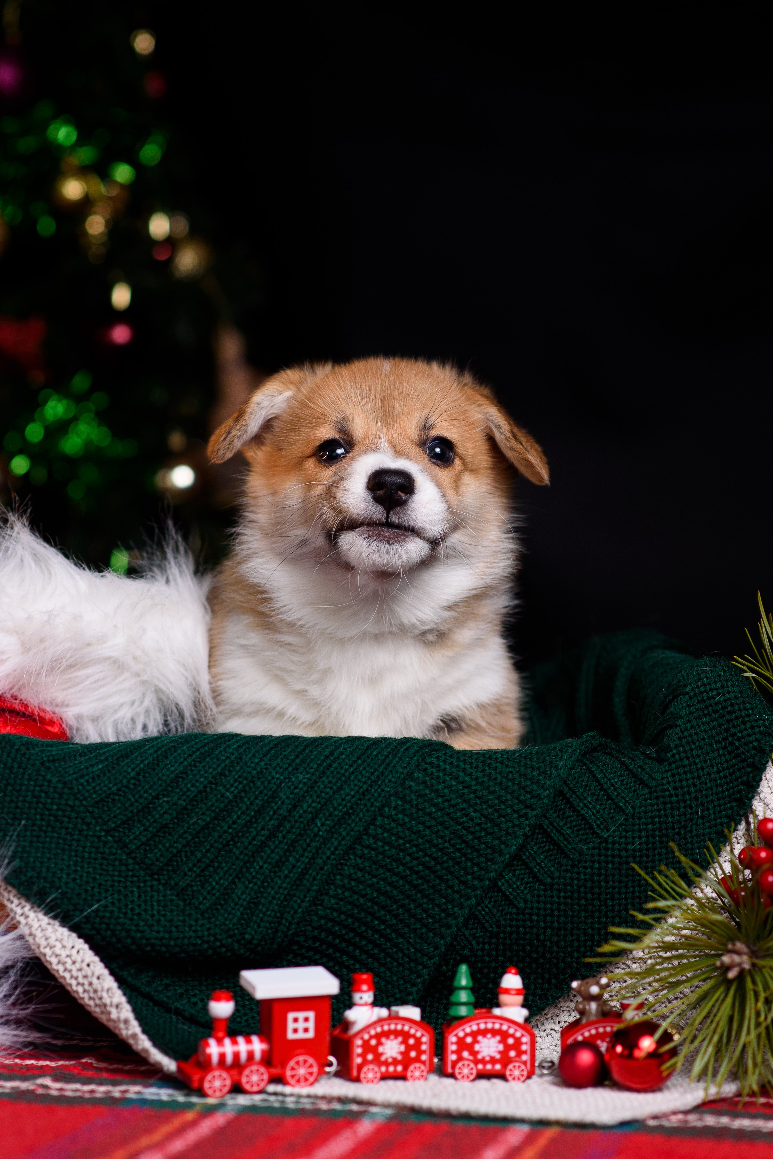 Щенки вельш корги пемброк. Фотограф — Анималист | Анна Абрамова