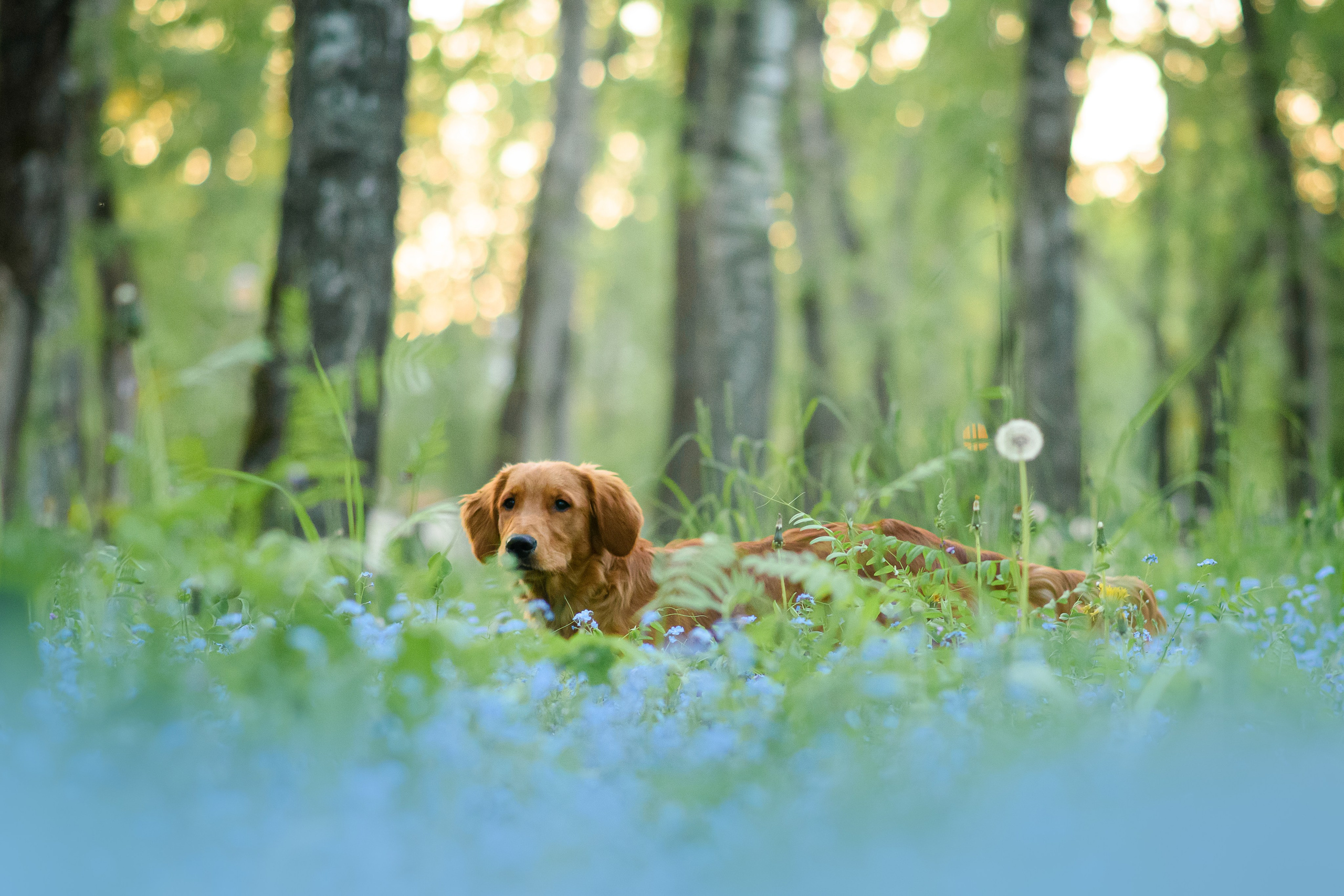 Степа, Йоки и Мята — 29.05.2024. Фотограф — Анималист | Анна Абрамова