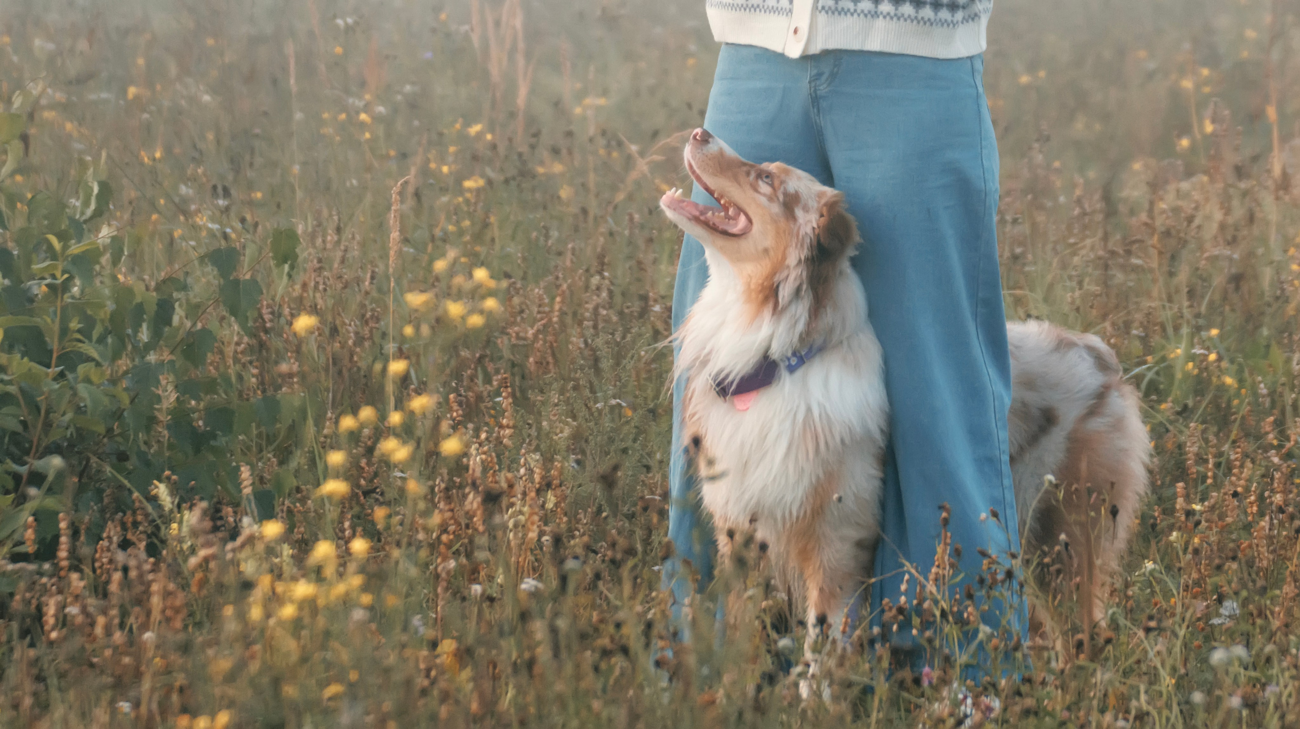 Летний рассвет с Майроном и Ланой. Стас Соболь, фотограф анималист, репортажник, Москва