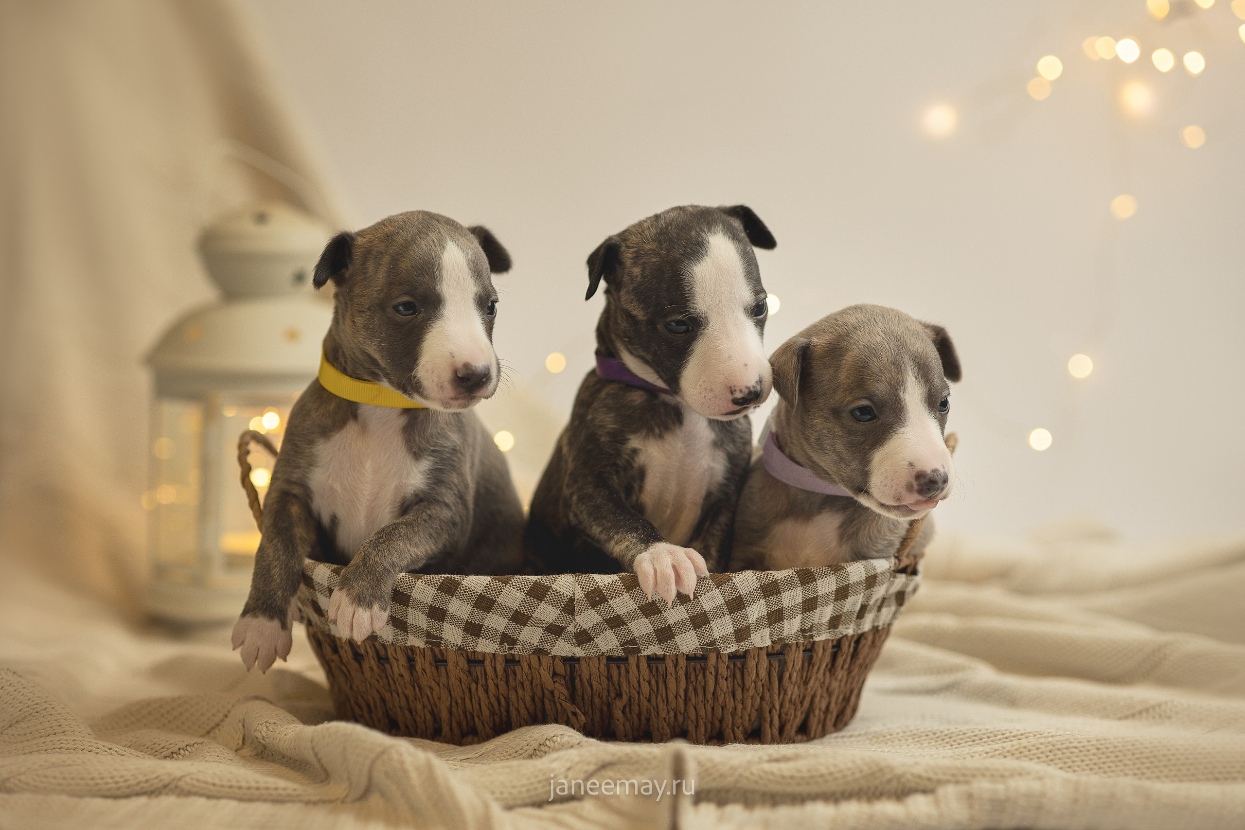 Малыши уиппеты Великбековых. Фотограф анималист в Москве Майорова Евгения