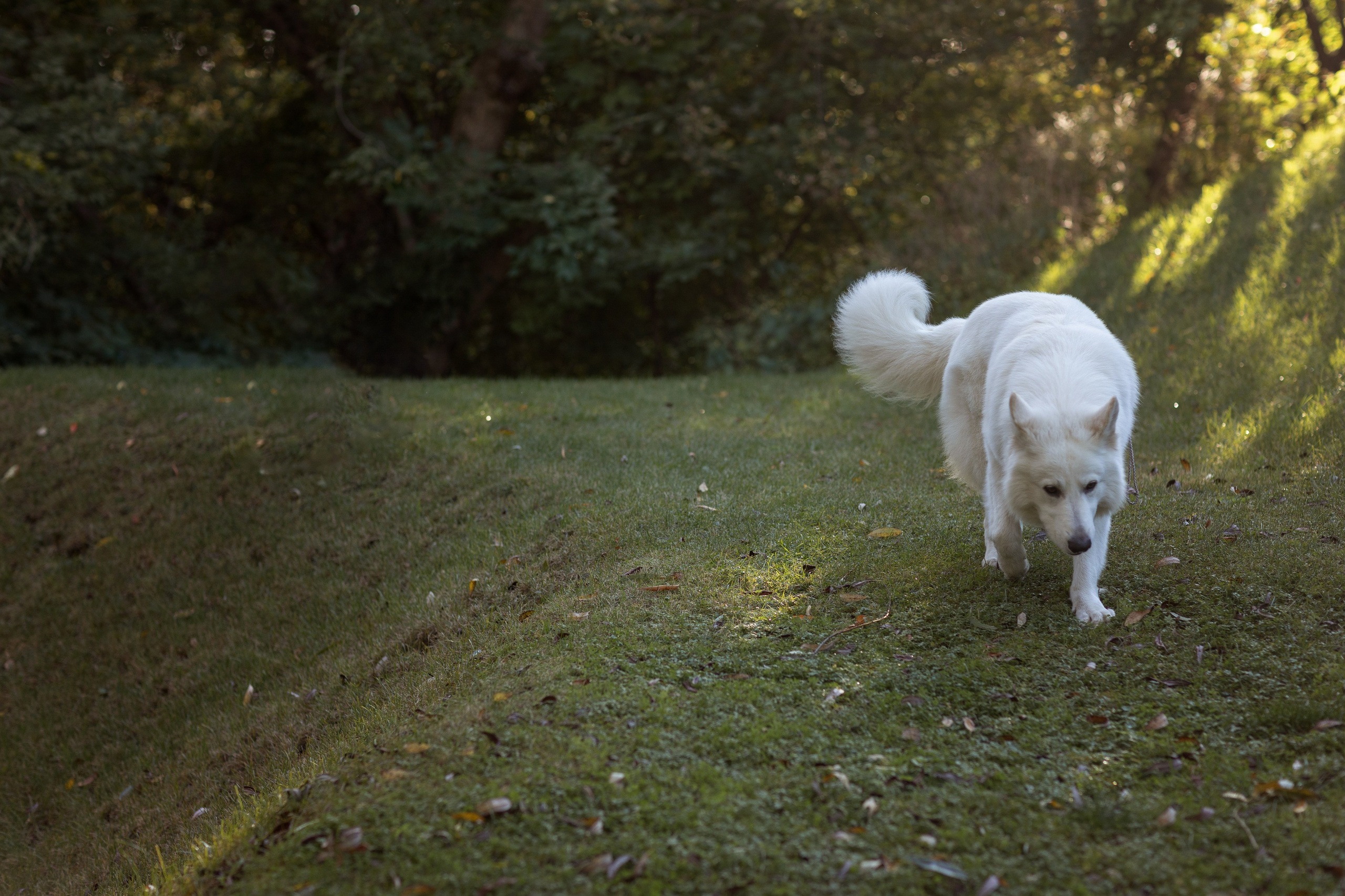 Алина и Райден. Фотограф — Анималист Наталья Тямушева