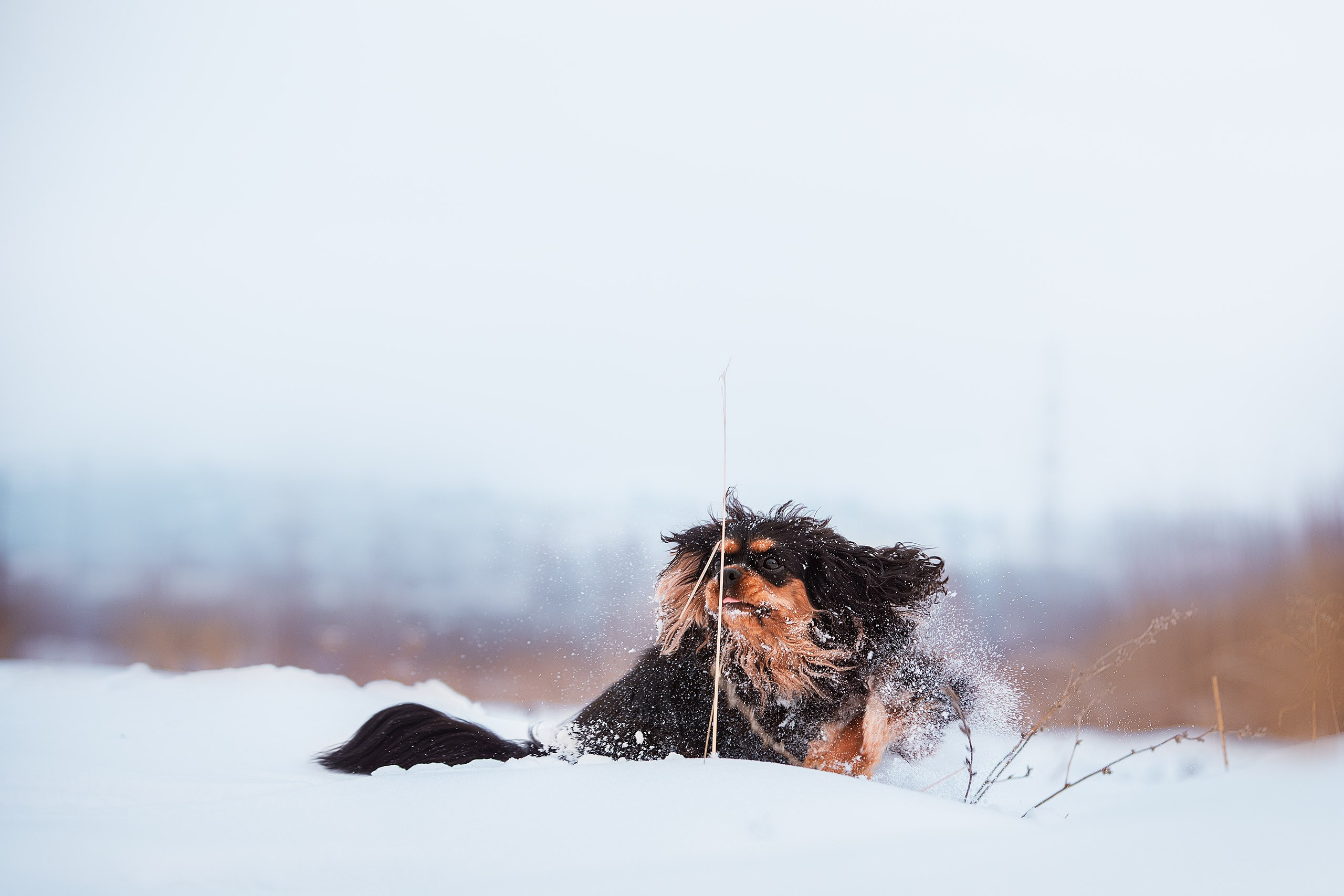 Спаниель Купер. Фотограф анималист Кузнецова Анна Нижний Новгород