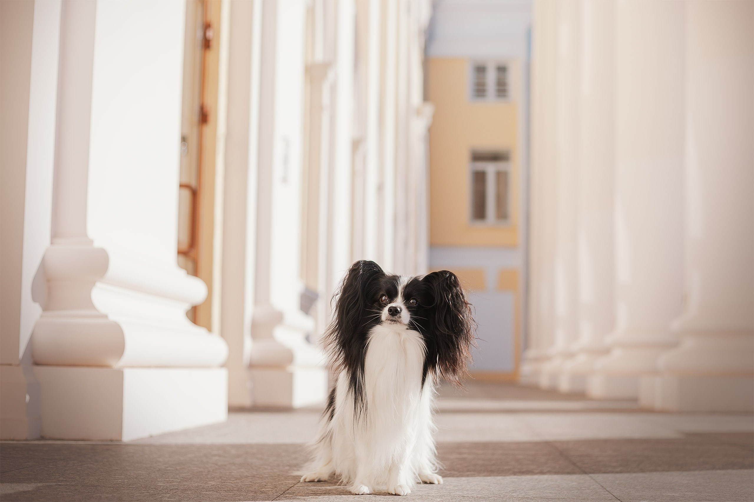 Папийон Тони. Фотограф анималист Кузнецова Анна Нижний Новгород