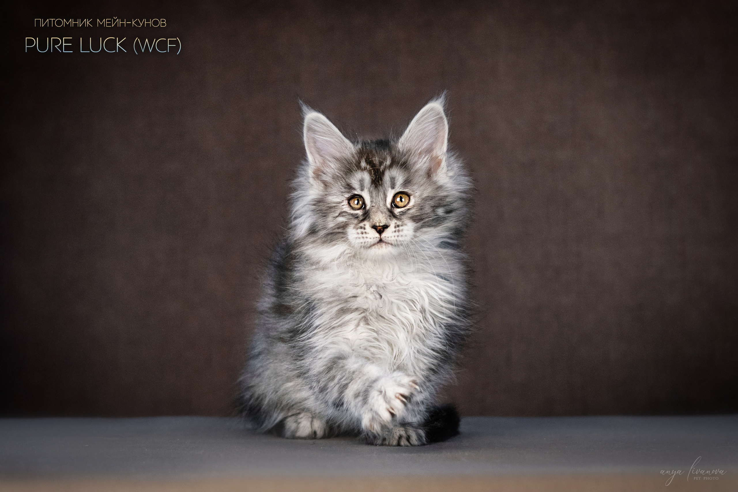 Мейнкуны. Фотограф анималист Аня Ливанова | Рыбинск