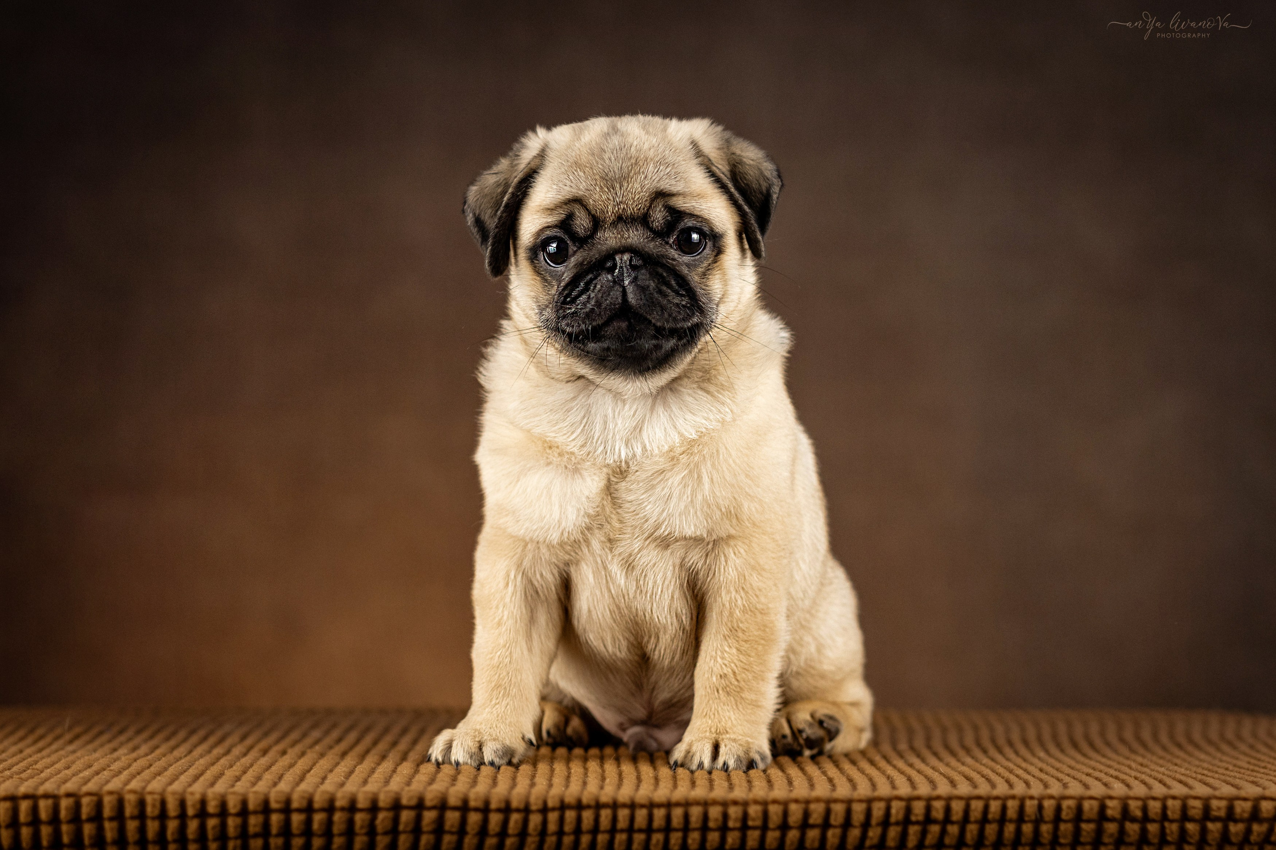 Мопсик. Фотограф анималист Аня Ливанова | Рыбинск