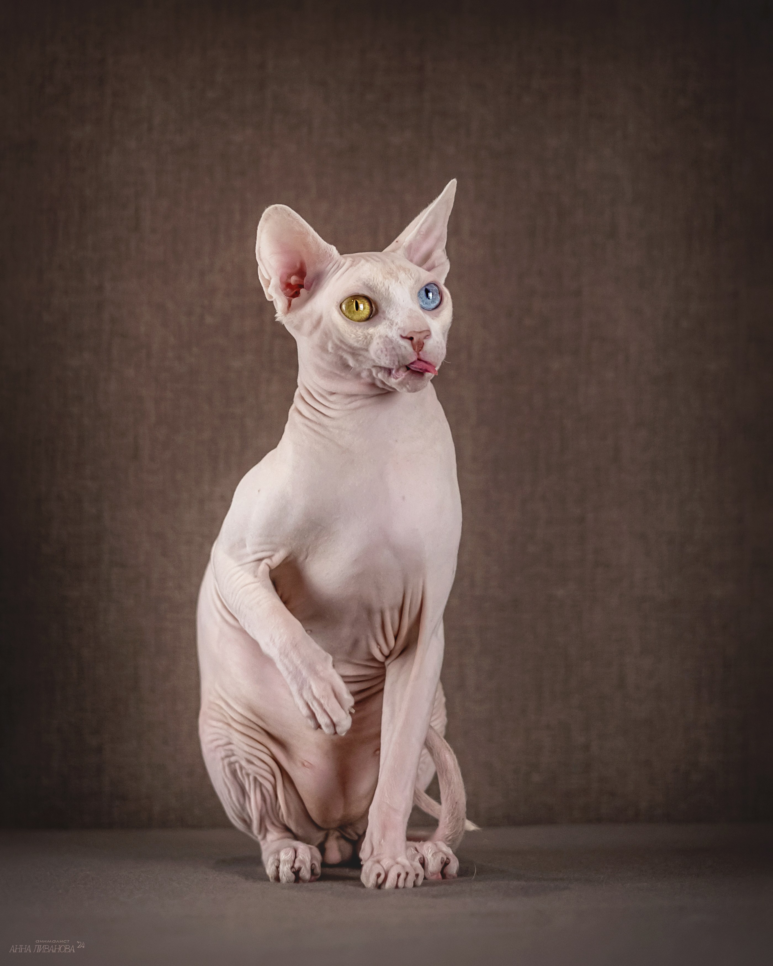 Сфинкс Арчи. Фотограф анималист Аня Ливанова | Рыбинск