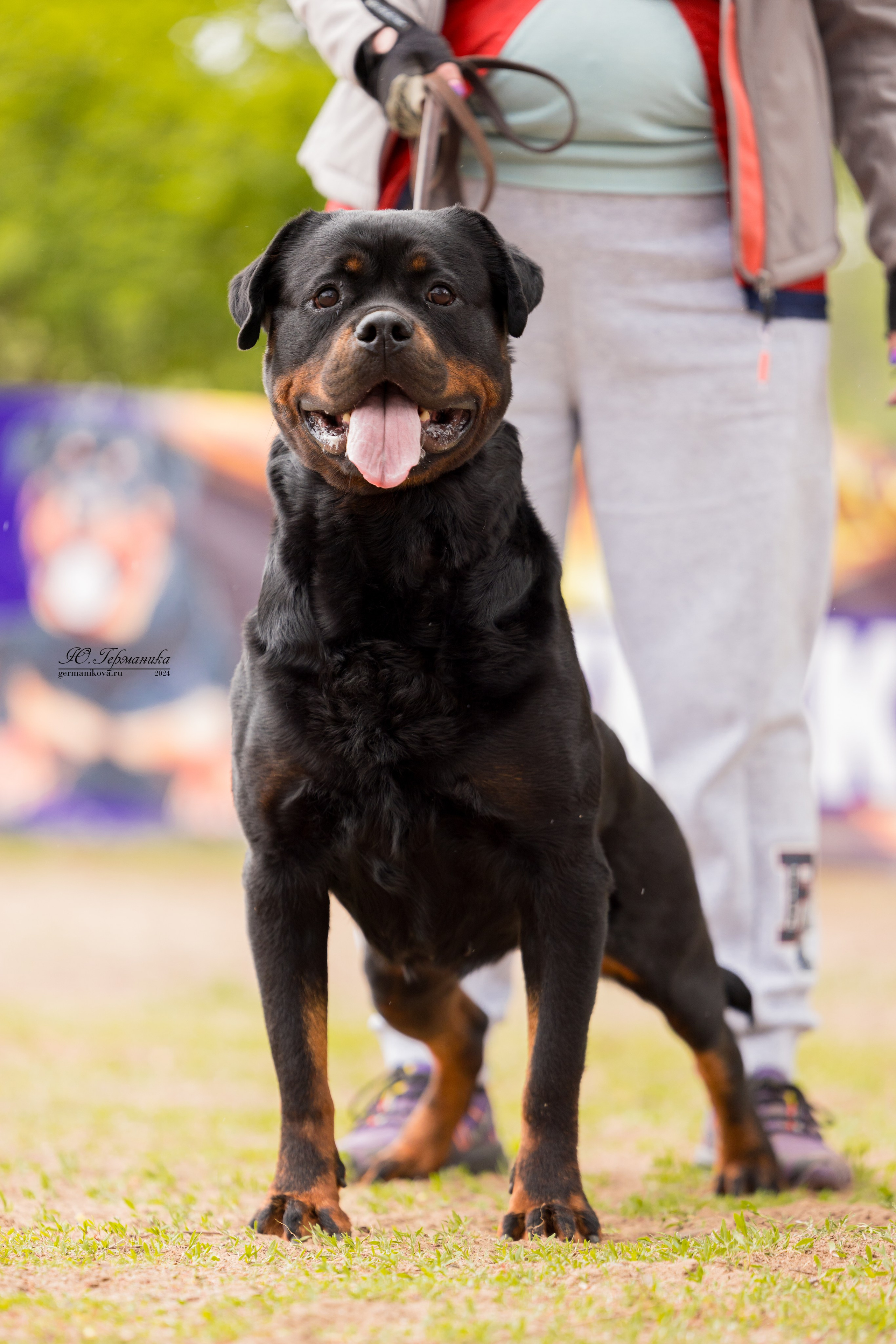 Саратов 2 х моно ротвейлеров 28-29.04.2024. Фотограф-анималист Юлия Германика