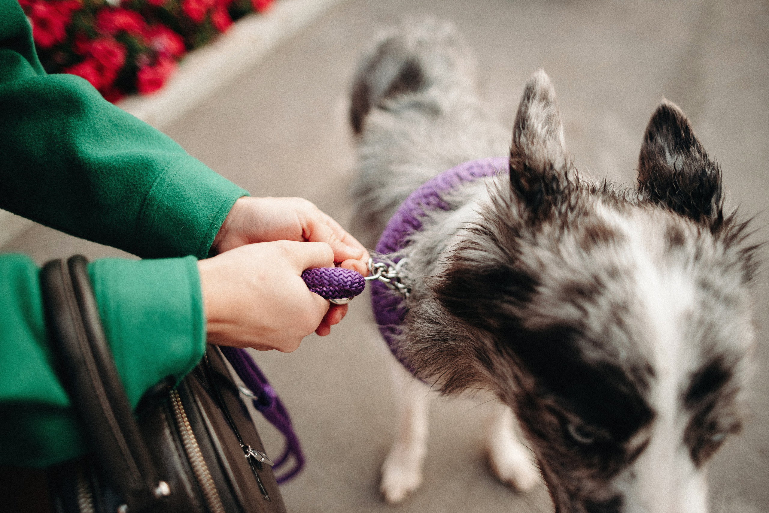 Диана и Робин. Фотограф-анималист Богданова Полина