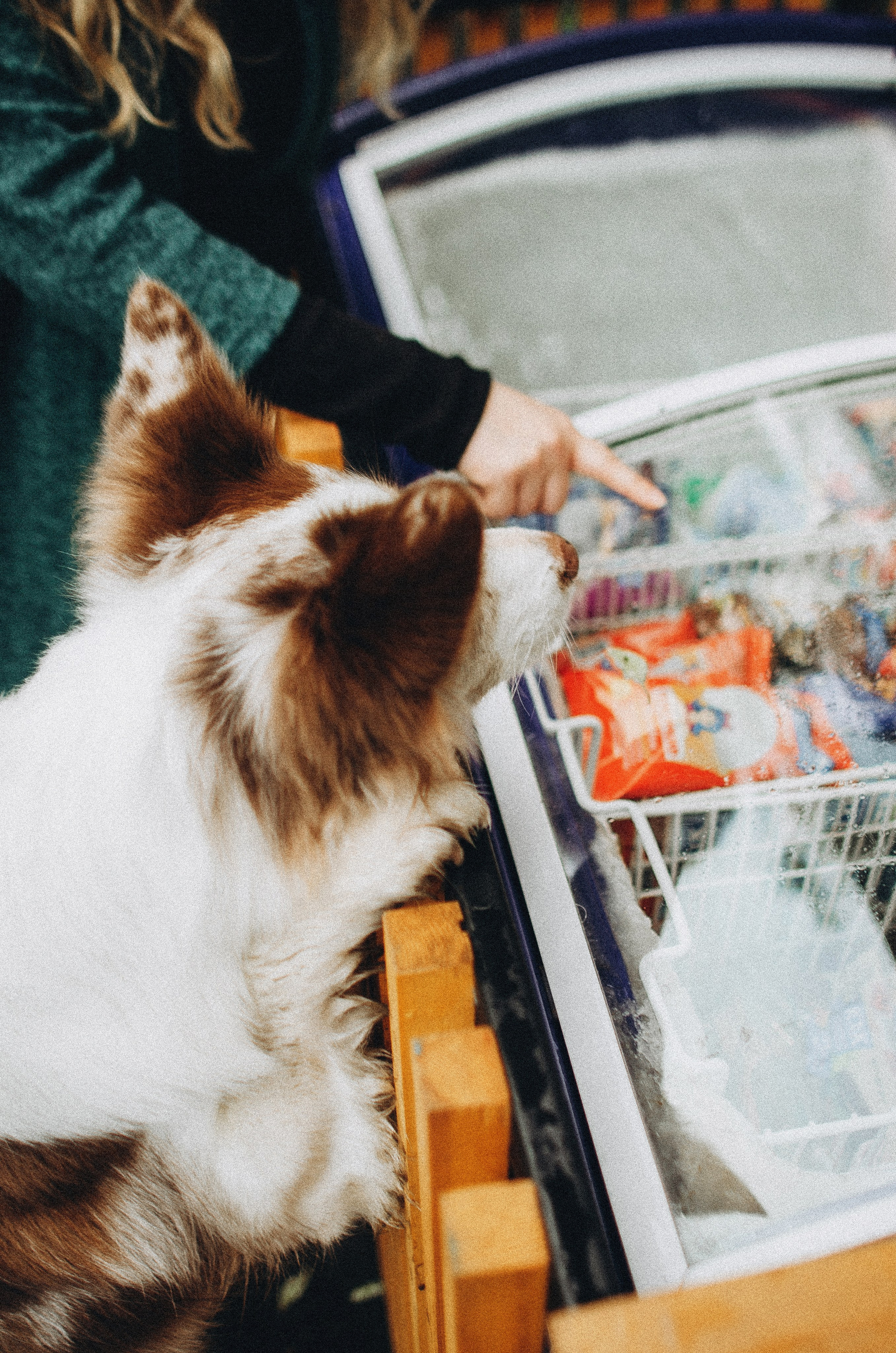 Алина и Бруна. Фотограф-анималист Богданова Полина