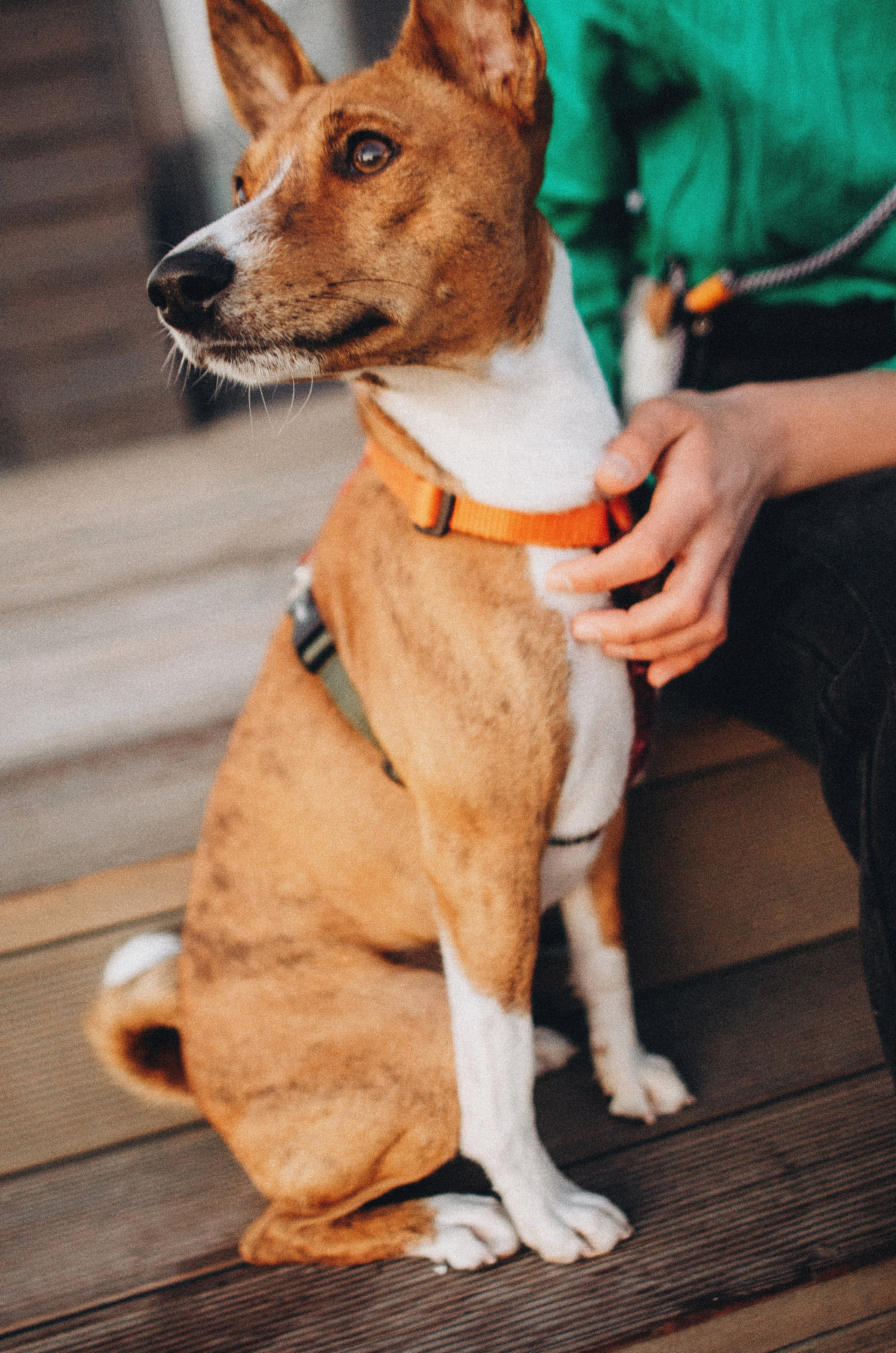 Снежана и Мэнни. Фотограф-анималист Богданова Полина