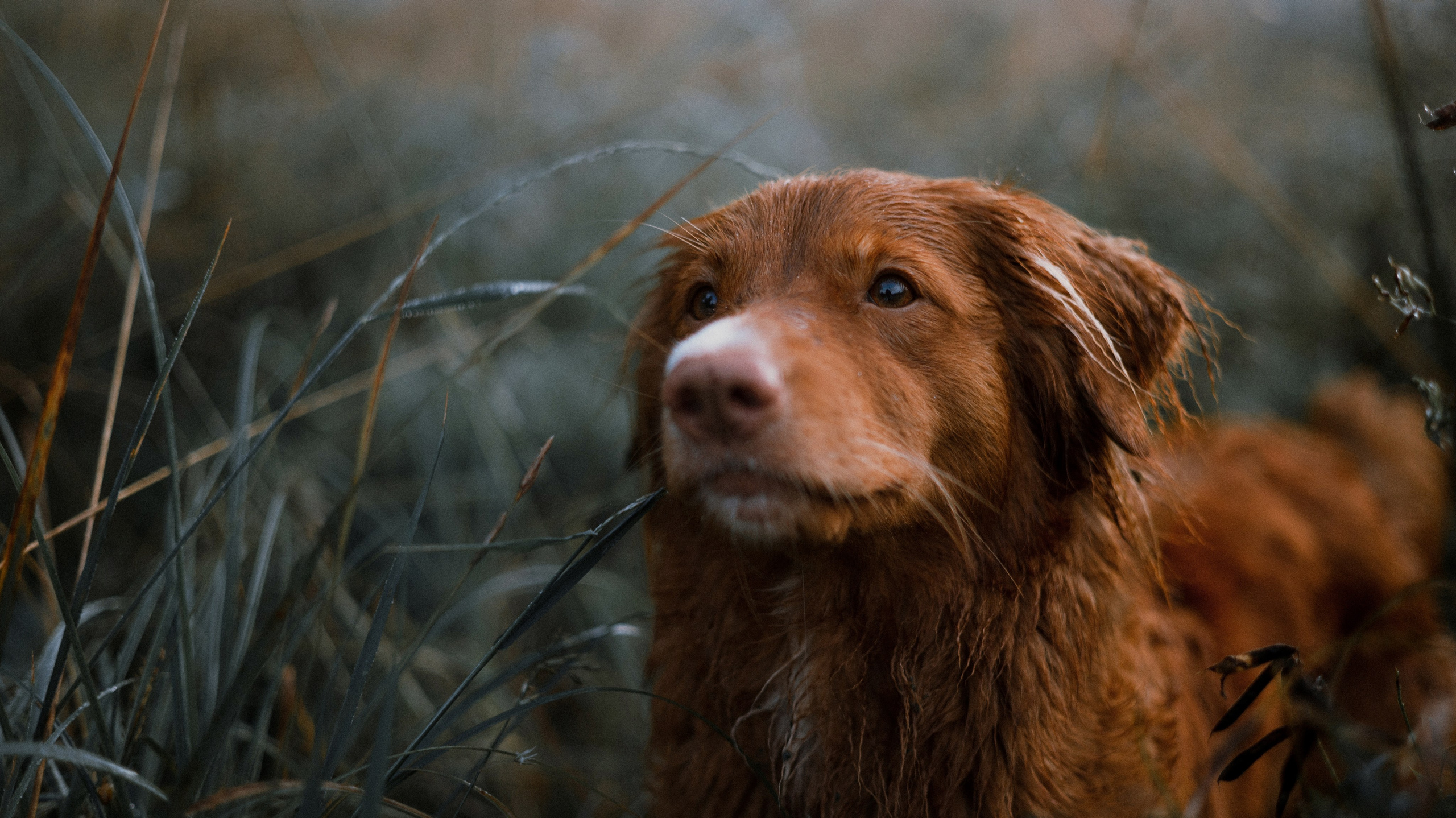 Ксюша и Мэди. Фотограф-анималист Богданова Полина
