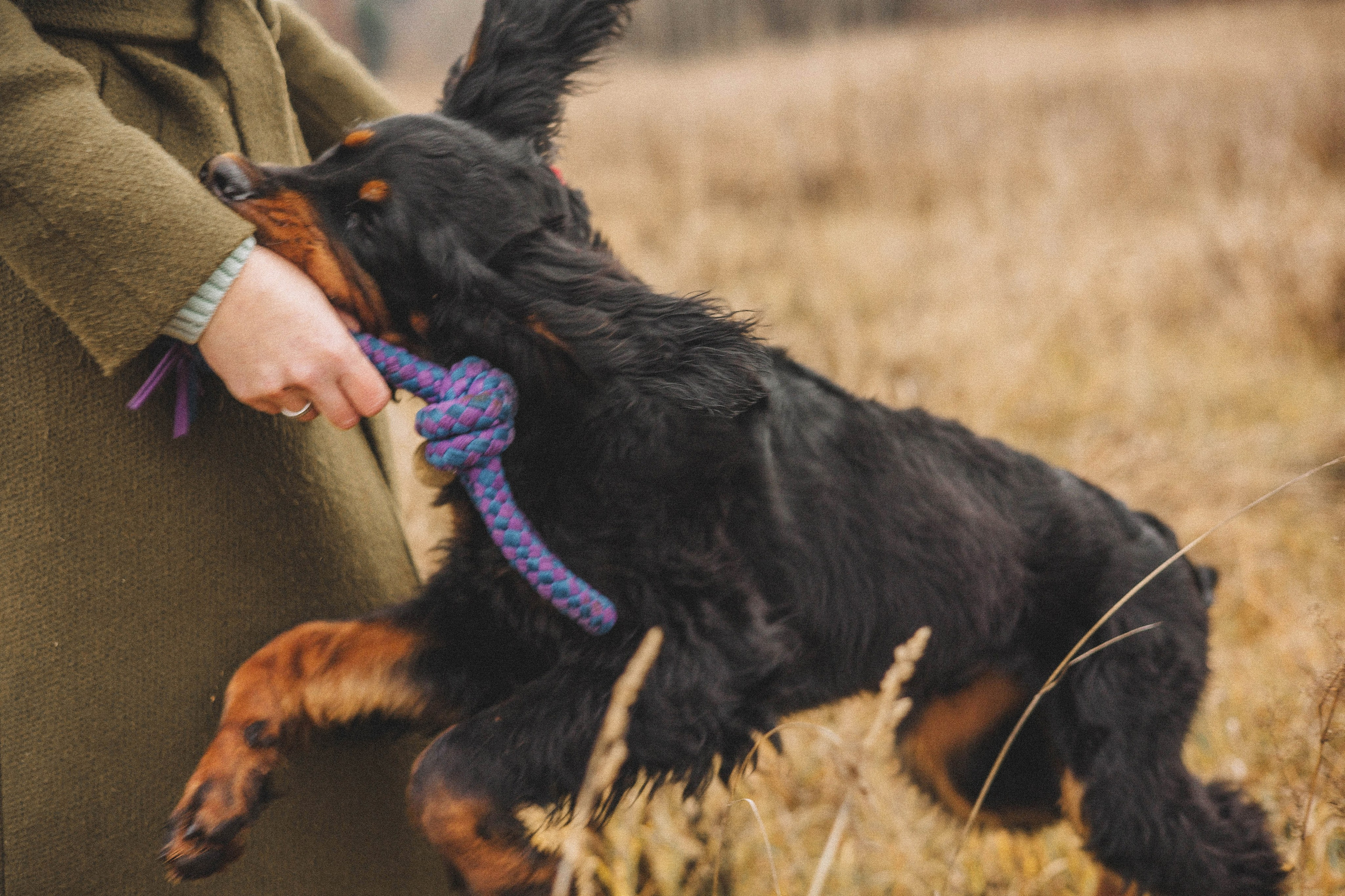 Даша, Глеб, Барс и Бруно. Фотограф-анималист Богданова Полина