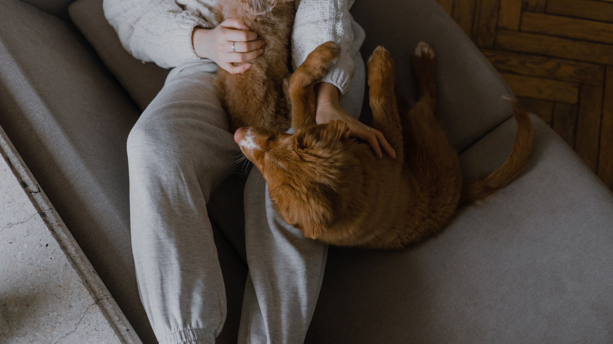 Маша, Одди и Нэвил. Фотограф-анималист Богданова Полина