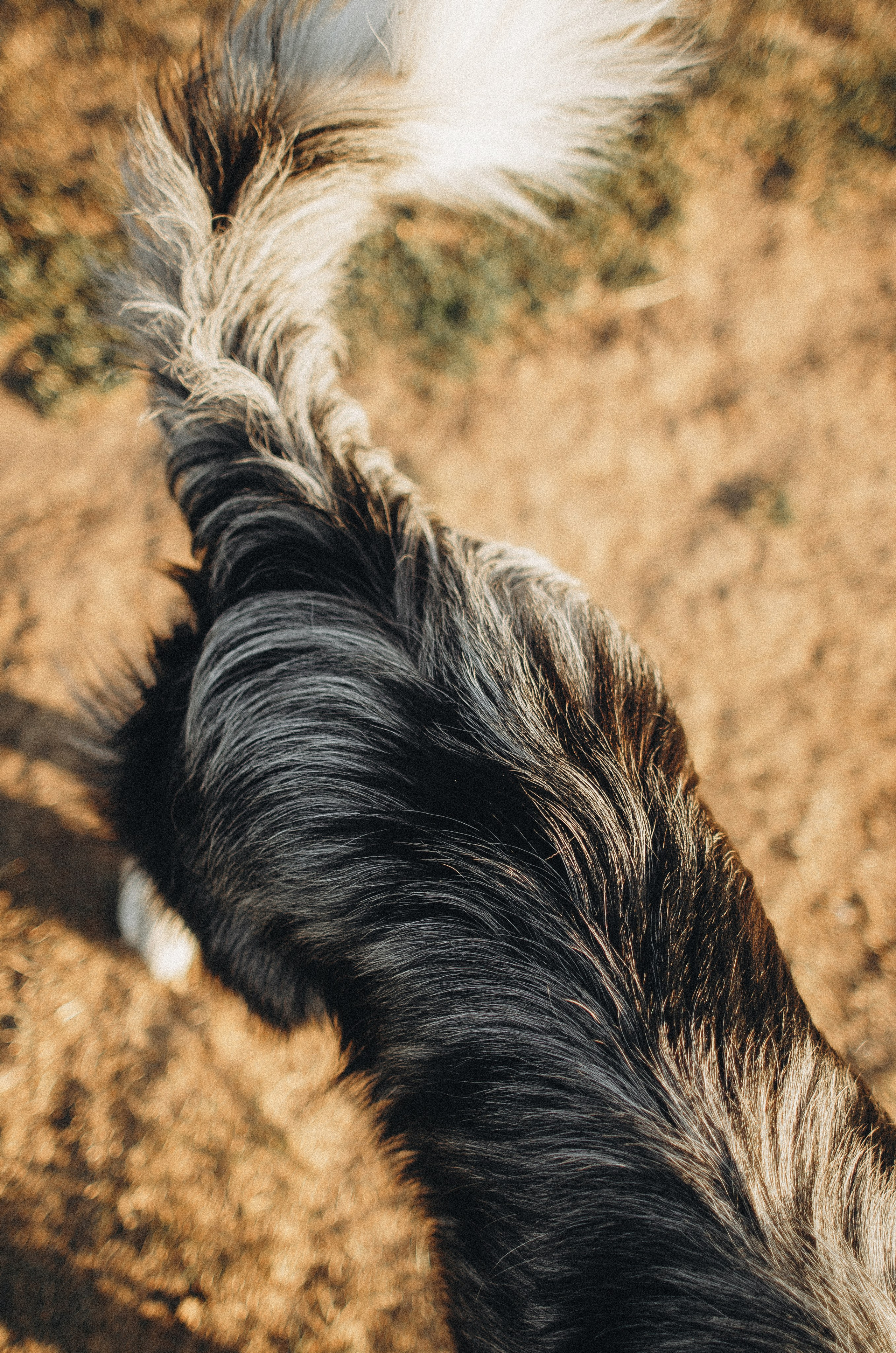Таня и Бриллиант. Фотограф-анималист Богданова Полина