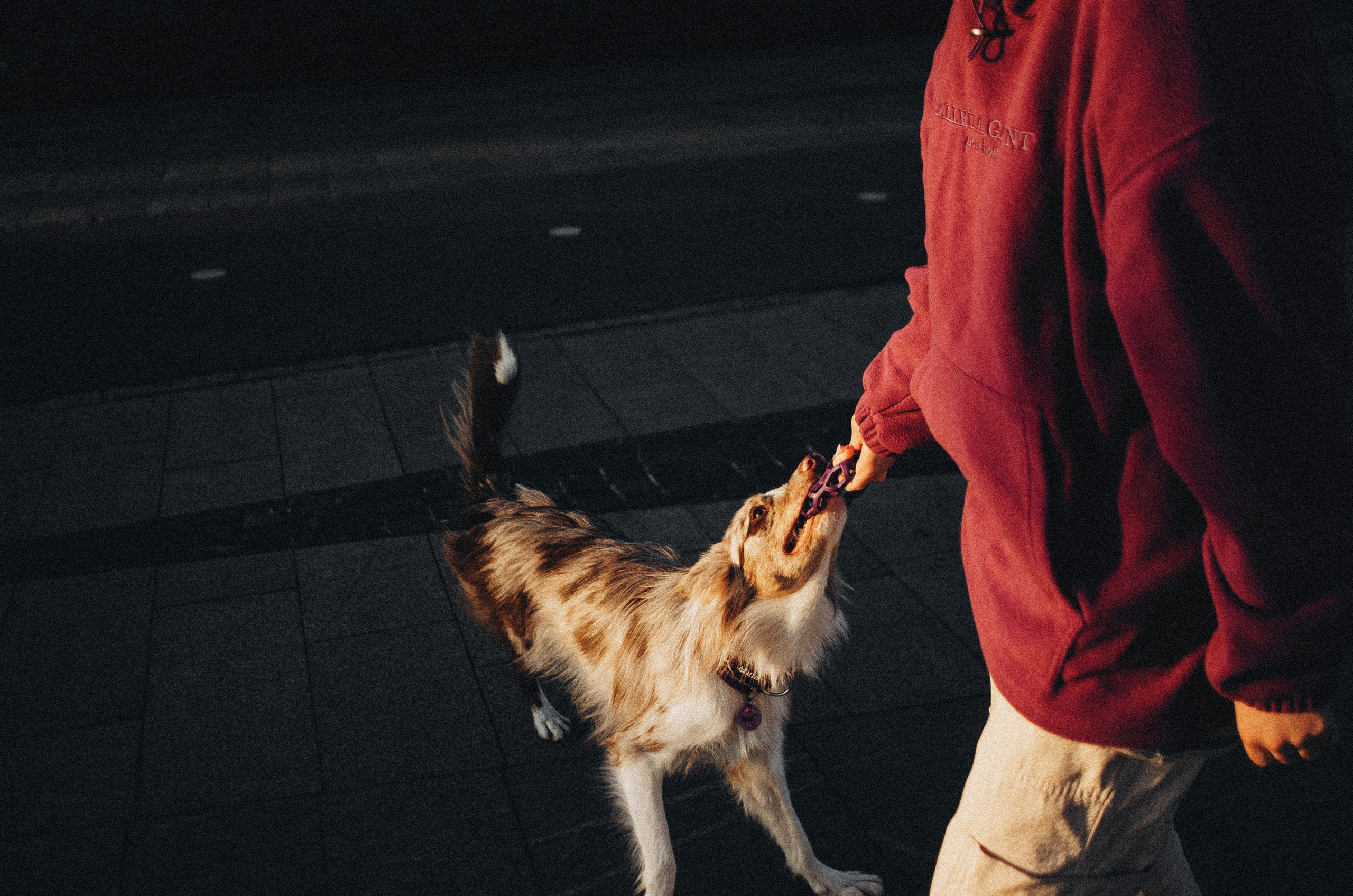 Аня и Дэймон. Фотограф-анималист Богданова Полина
