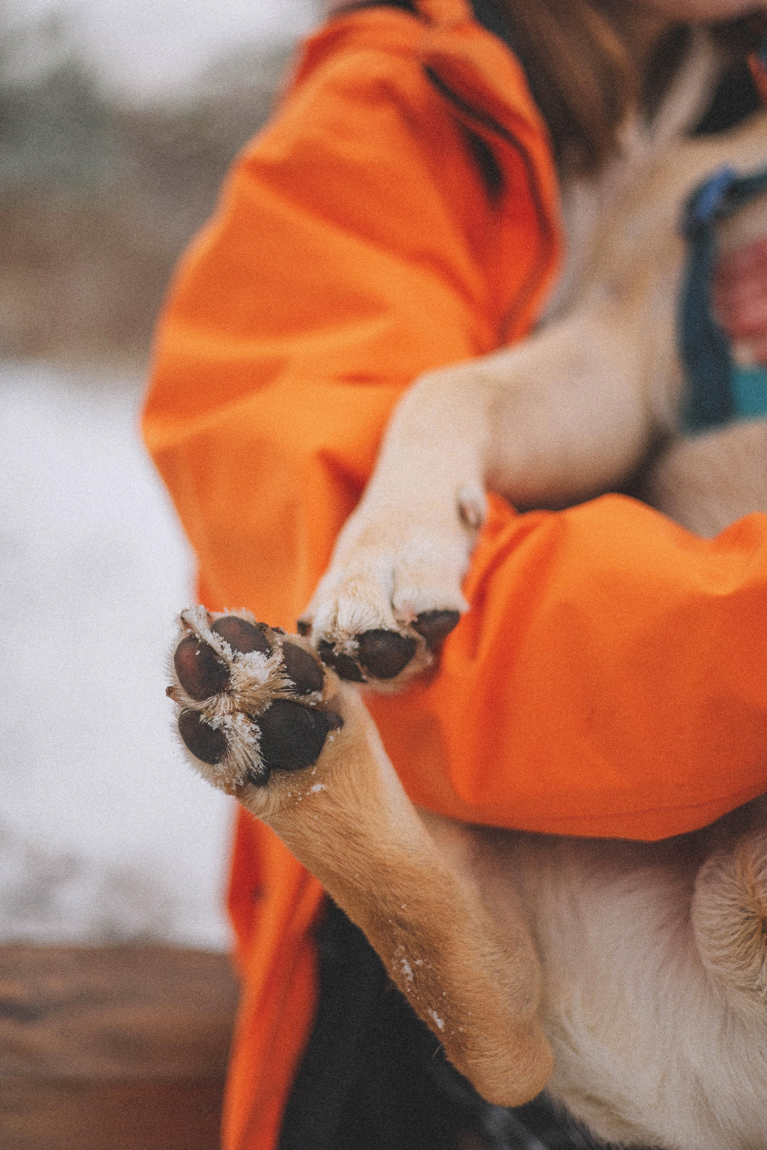 Маргарита и Варди. Фотограф-анималист Богданова Полина