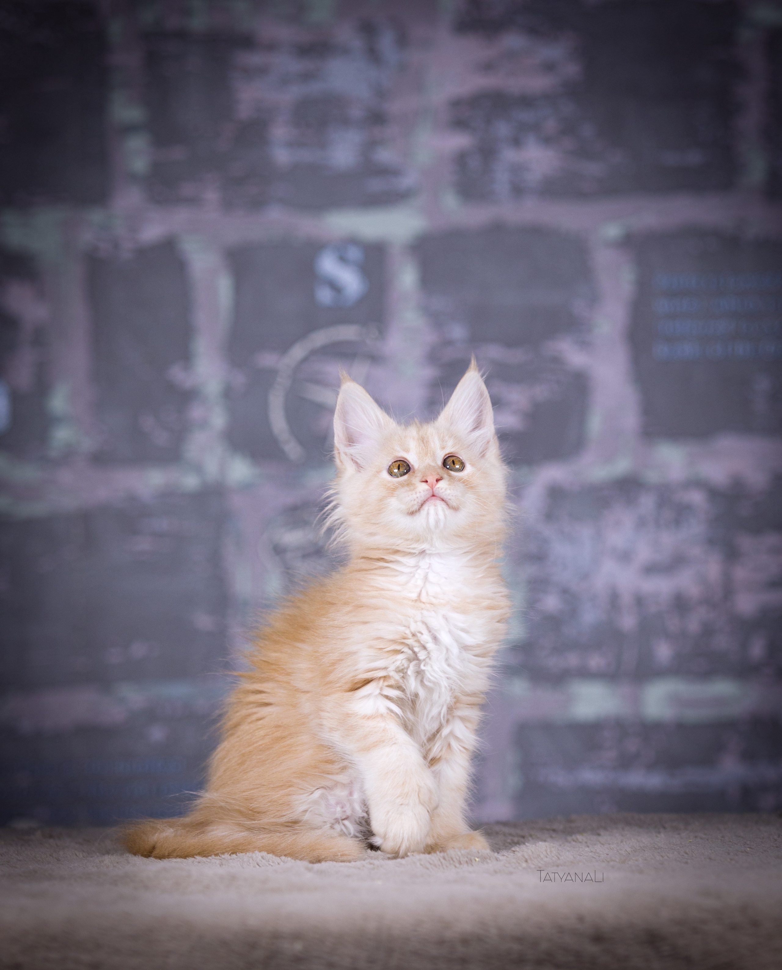 Котята. Фотограф — анималист Татьяна Ли