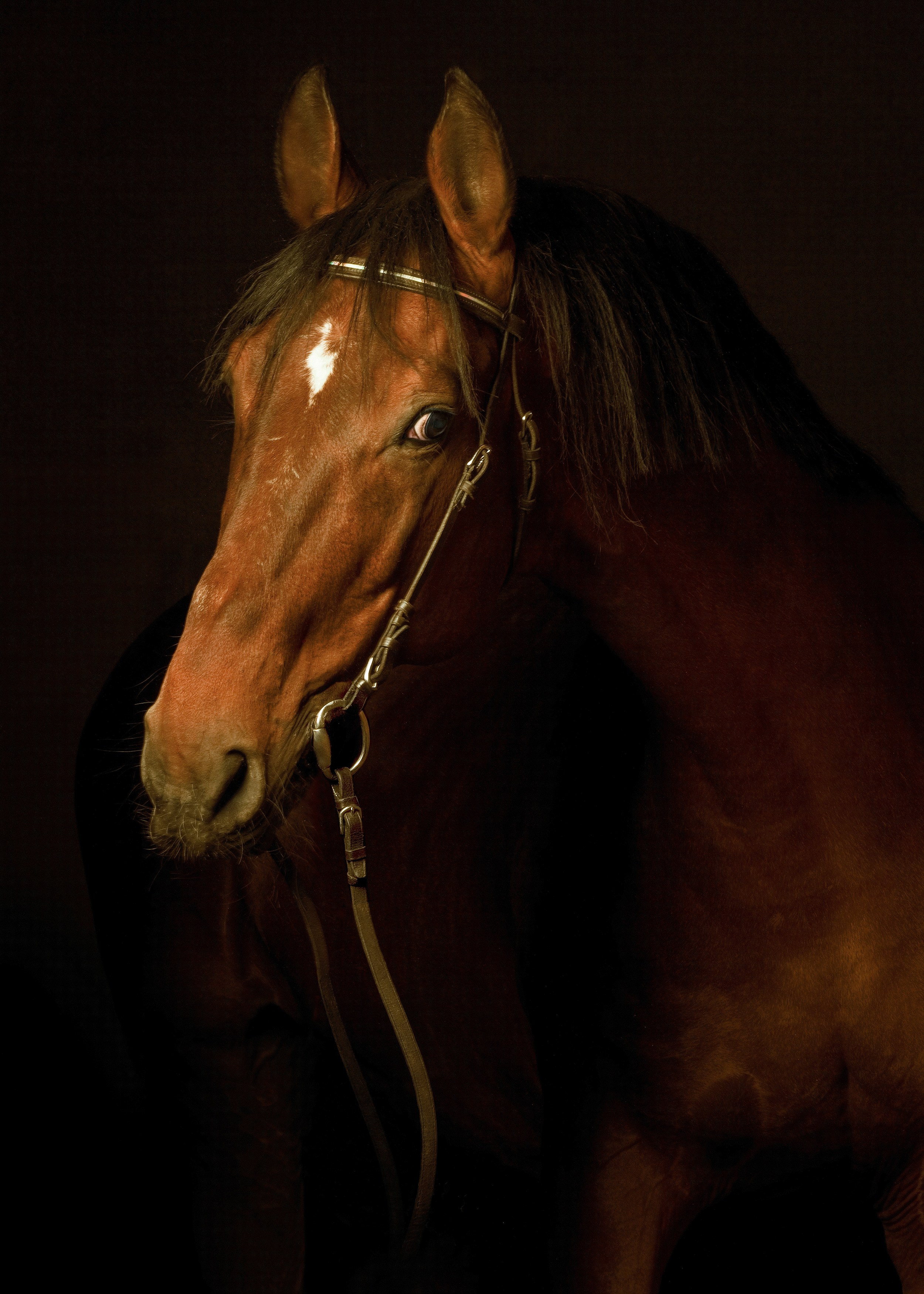 Лошади в студии. Лана Петрова, фотограф