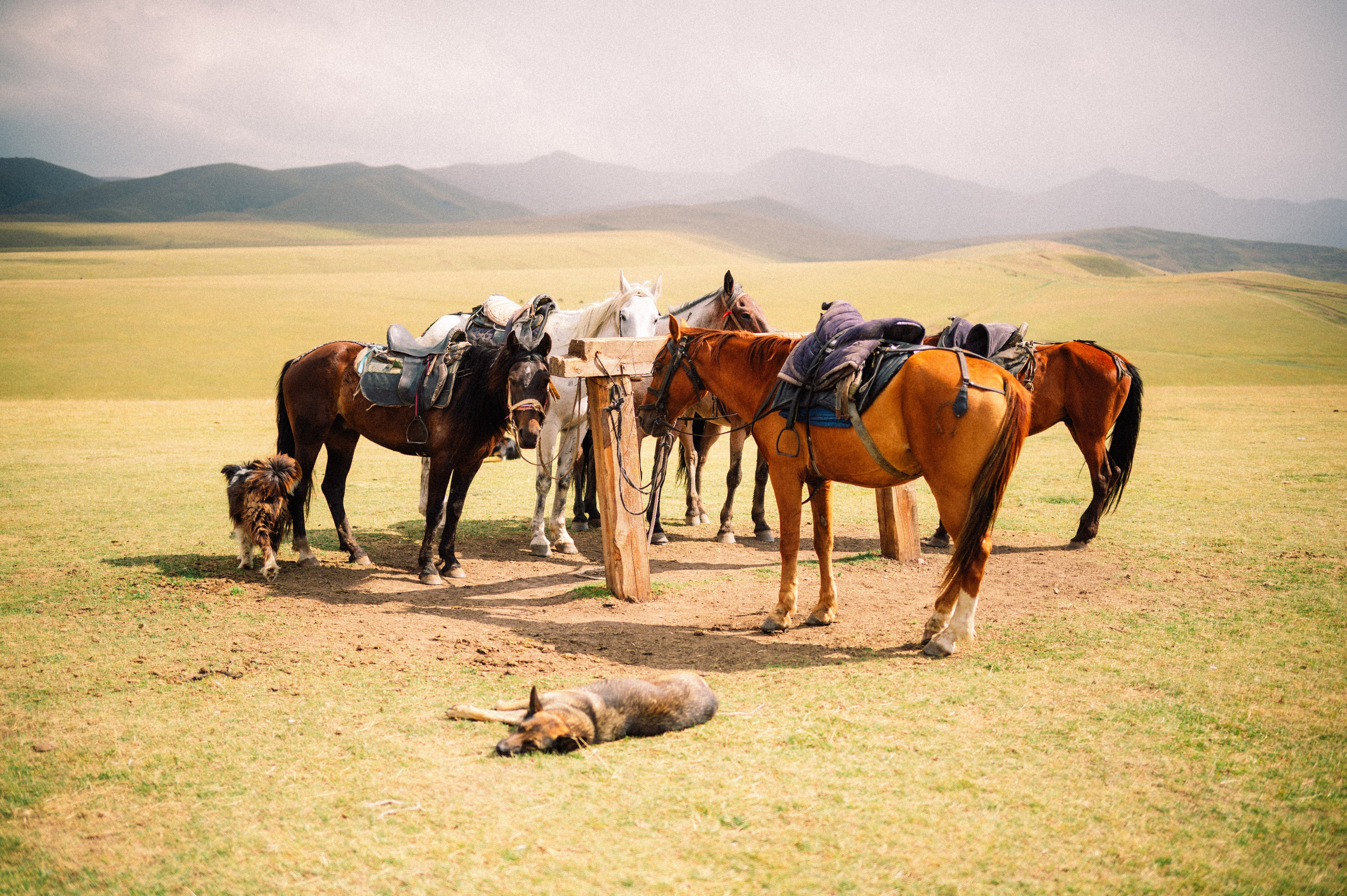 Плато Ассы: июль 2025. Фотограф в Алматы — Дарья Фёдорова