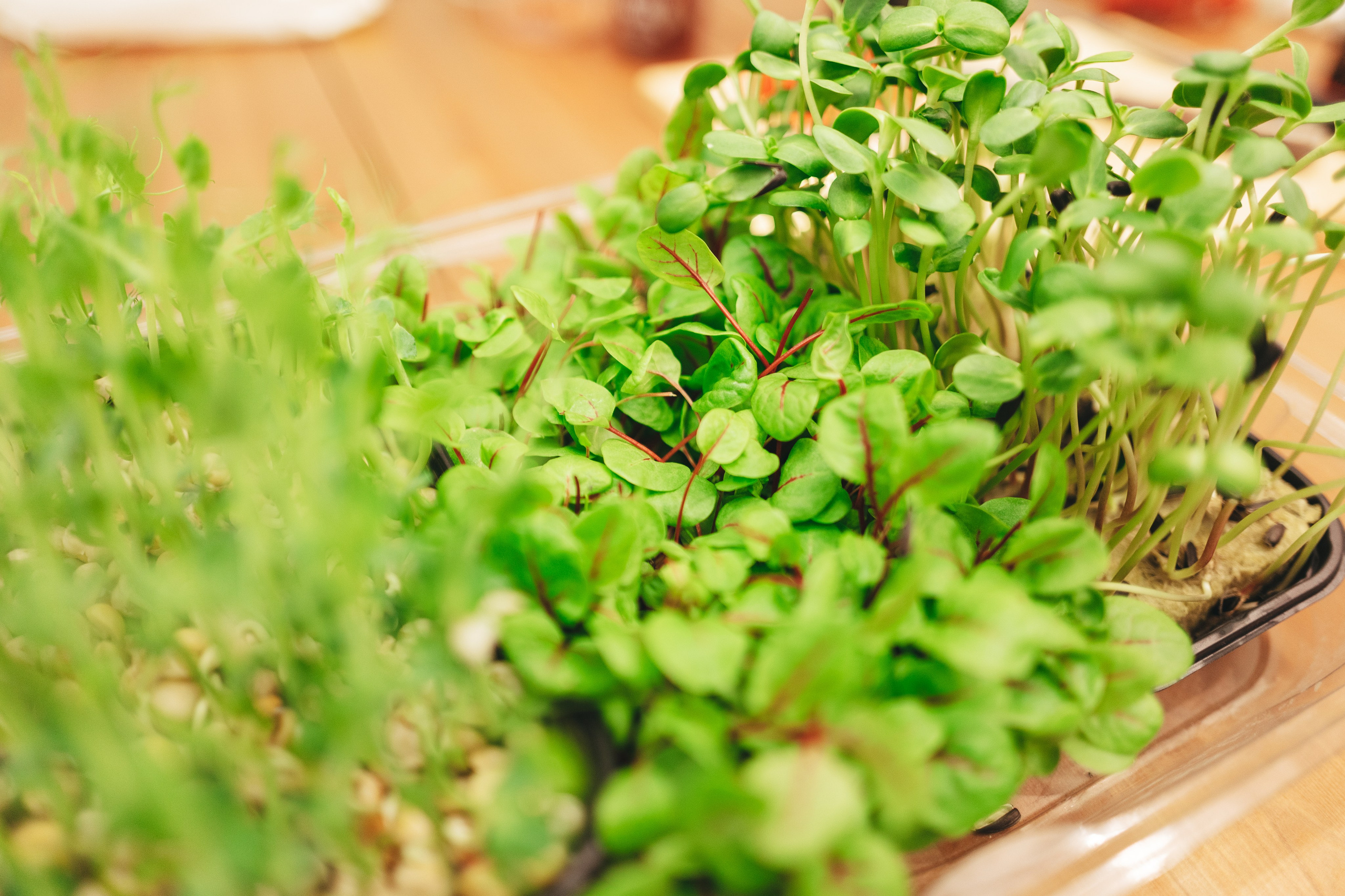 Degusteishen wine 2024. <3