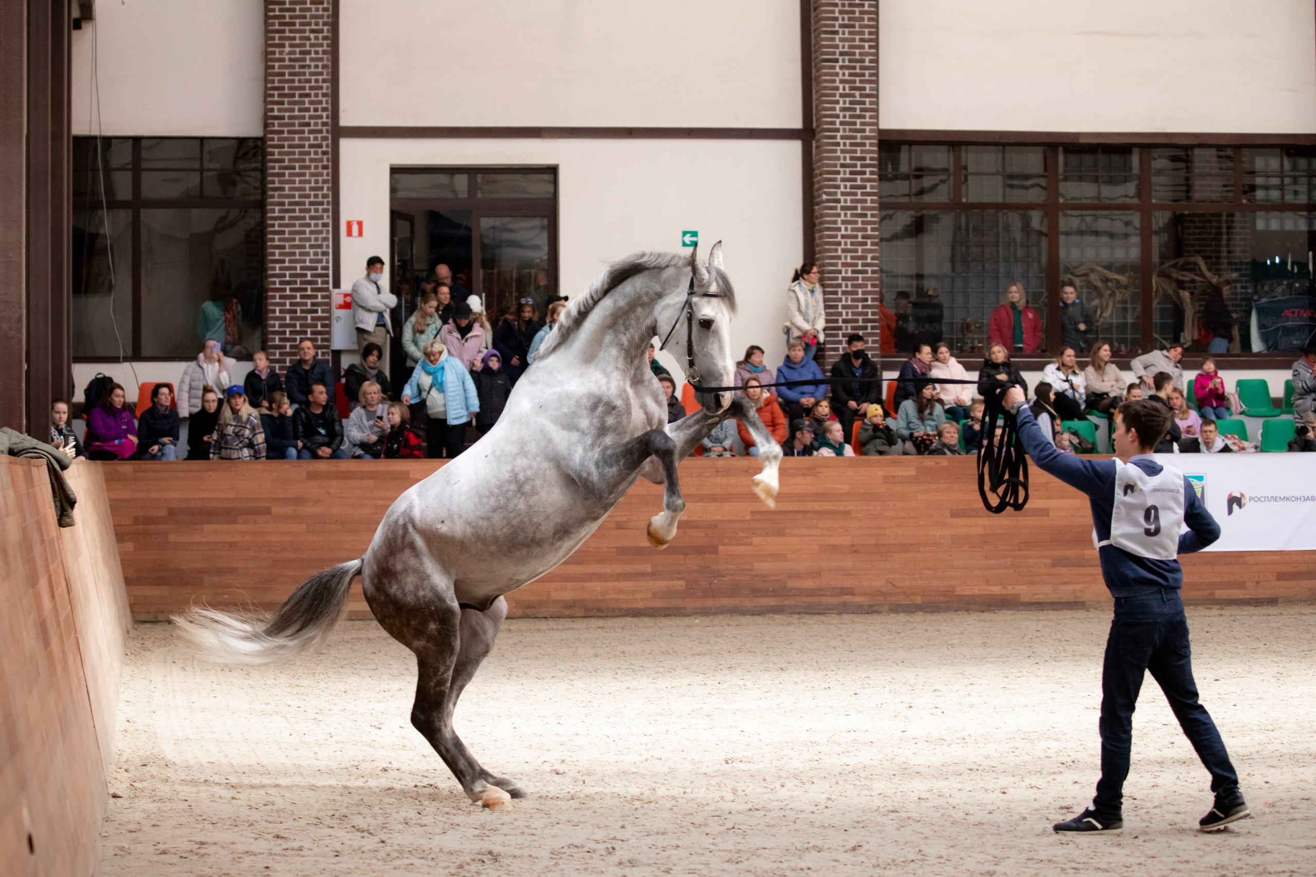 Конные выставки. Mrs.Aquarelia Конный фотограф Марианна Леонтьева