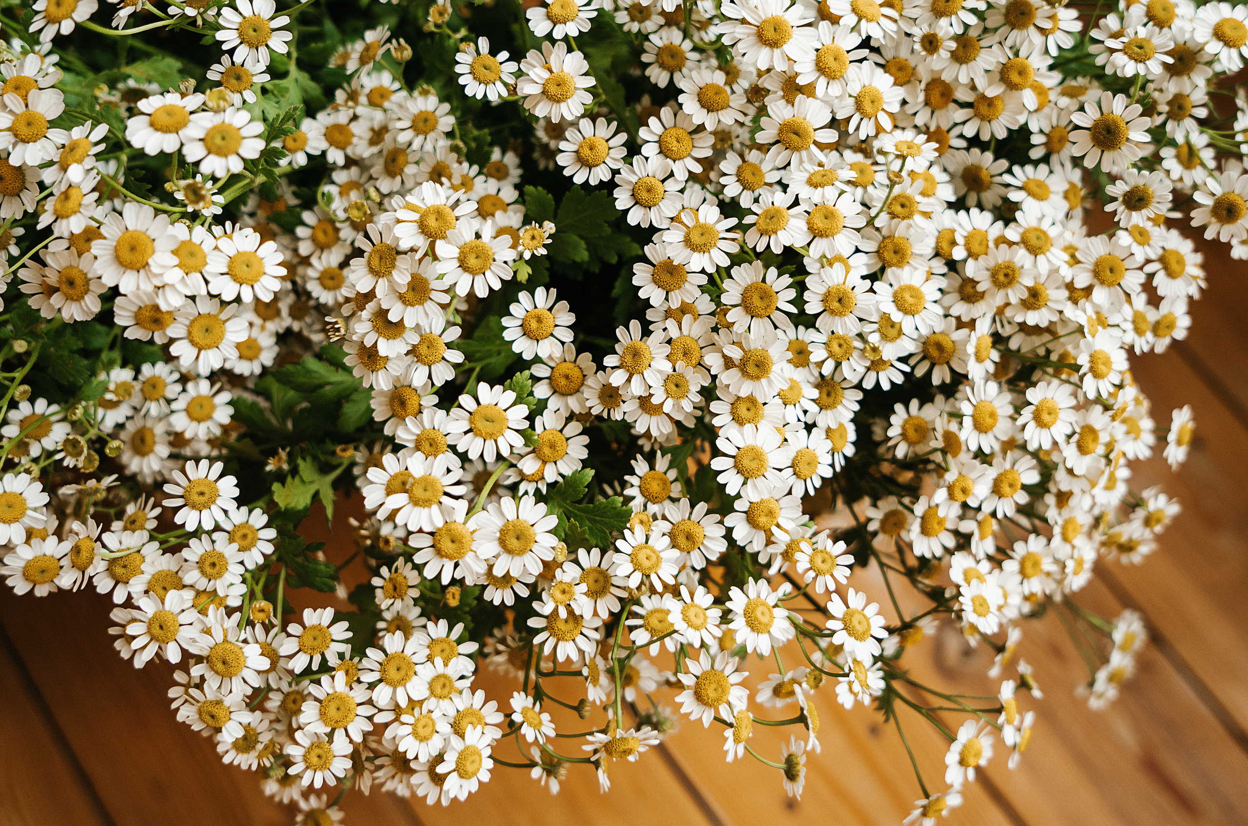 Ромашки. Свадебный и семейный фотограф/видеограф в Краснодаре Наталья Осинская