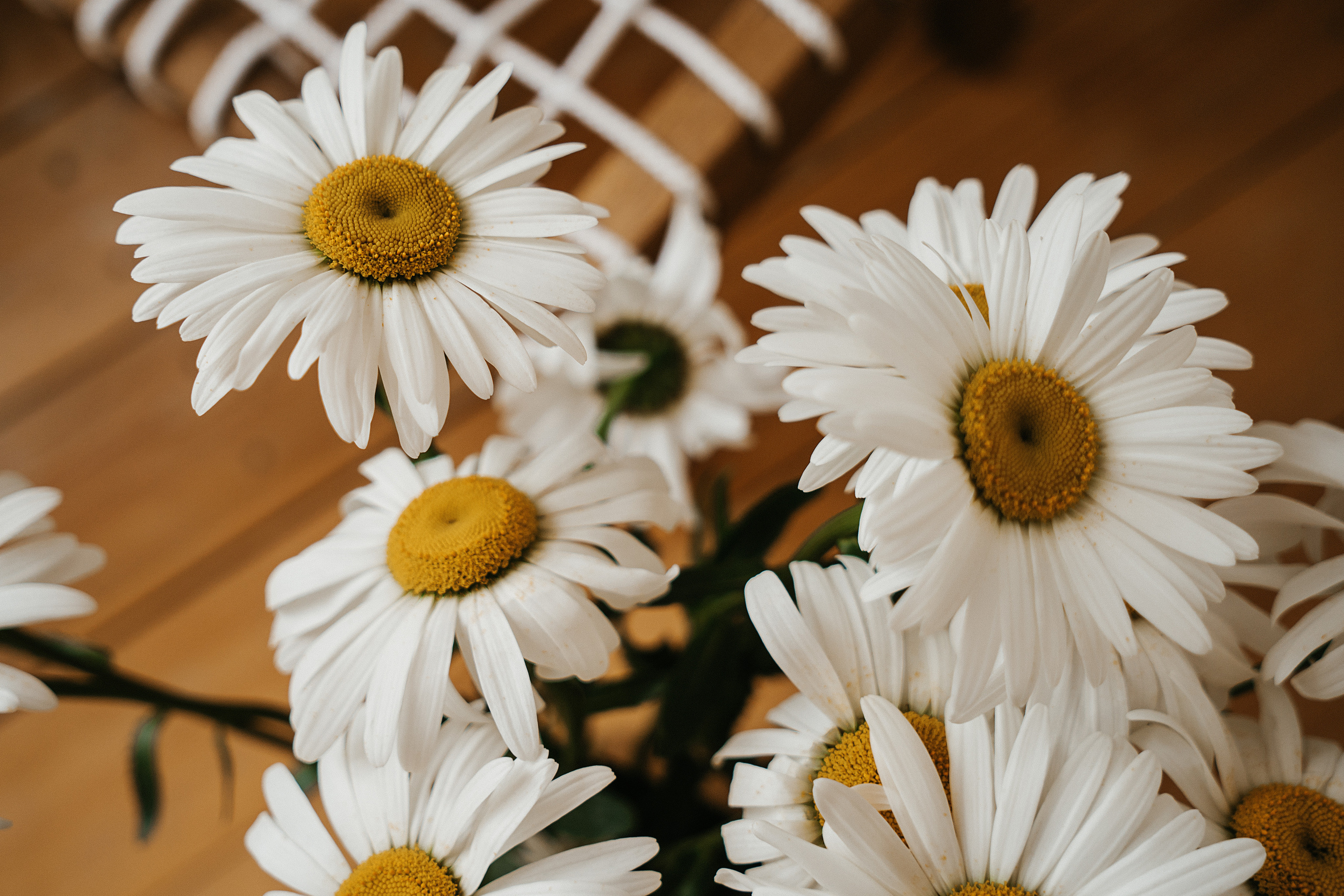 Ромашки. Свадебный и семейный фотограф/видеограф в Краснодаре Наталья Осинская