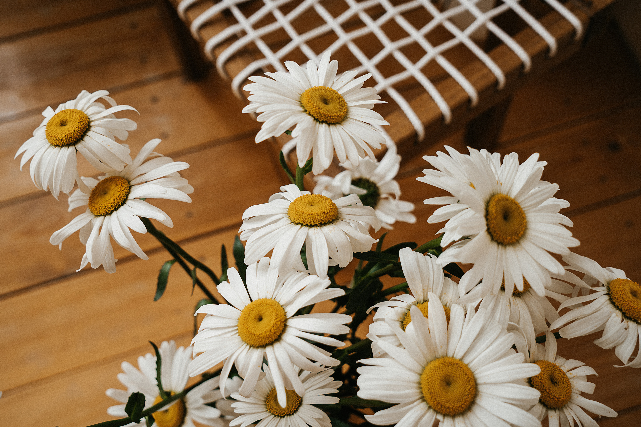 Ромашки. Свадебный и семейный фотограф/видеограф в Краснодаре Наталья Осинская