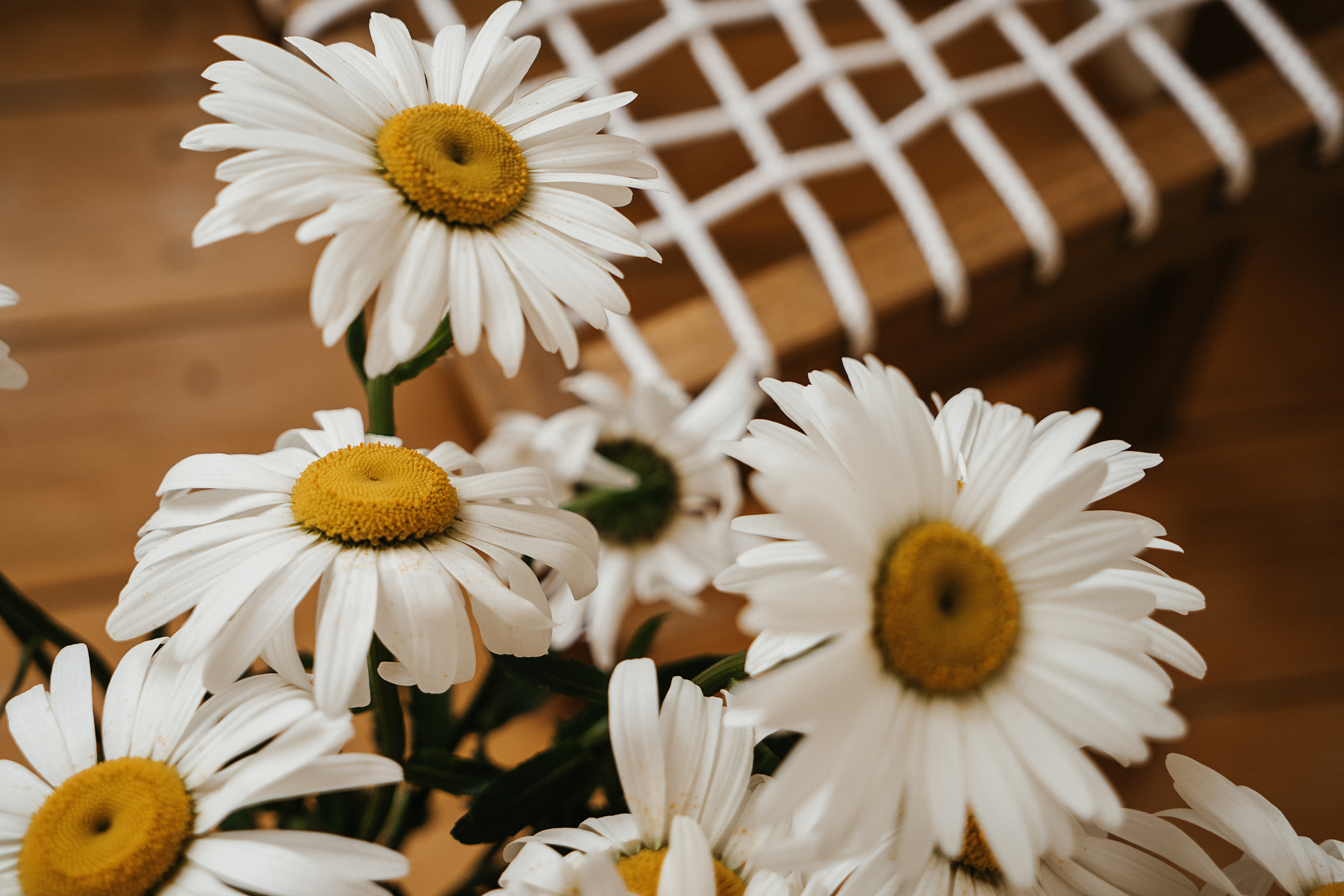 Ромашки. Свадебный и семейный фотограф/видеограф в Краснодаре Наталья Осинская