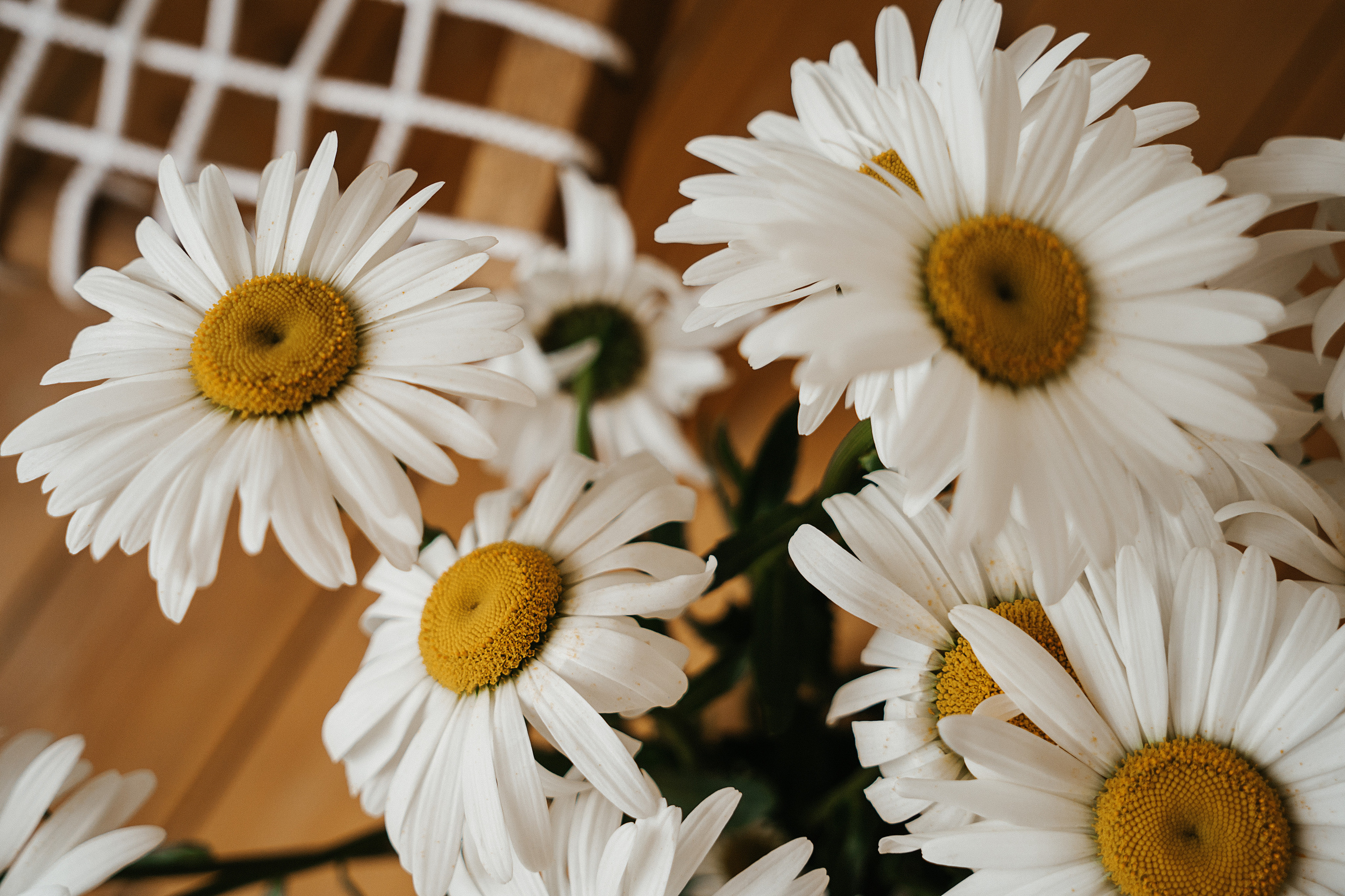 Ромашки. Свадебный и семейный фотограф/видеограф в Краснодаре Наталья Осинская