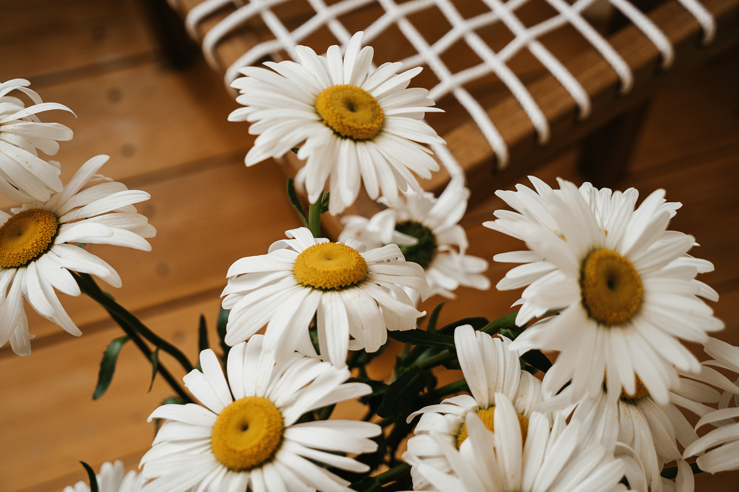 Ромашки. Свадебный и семейный фотограф/видеограф в Краснодаре Наталья Осинская