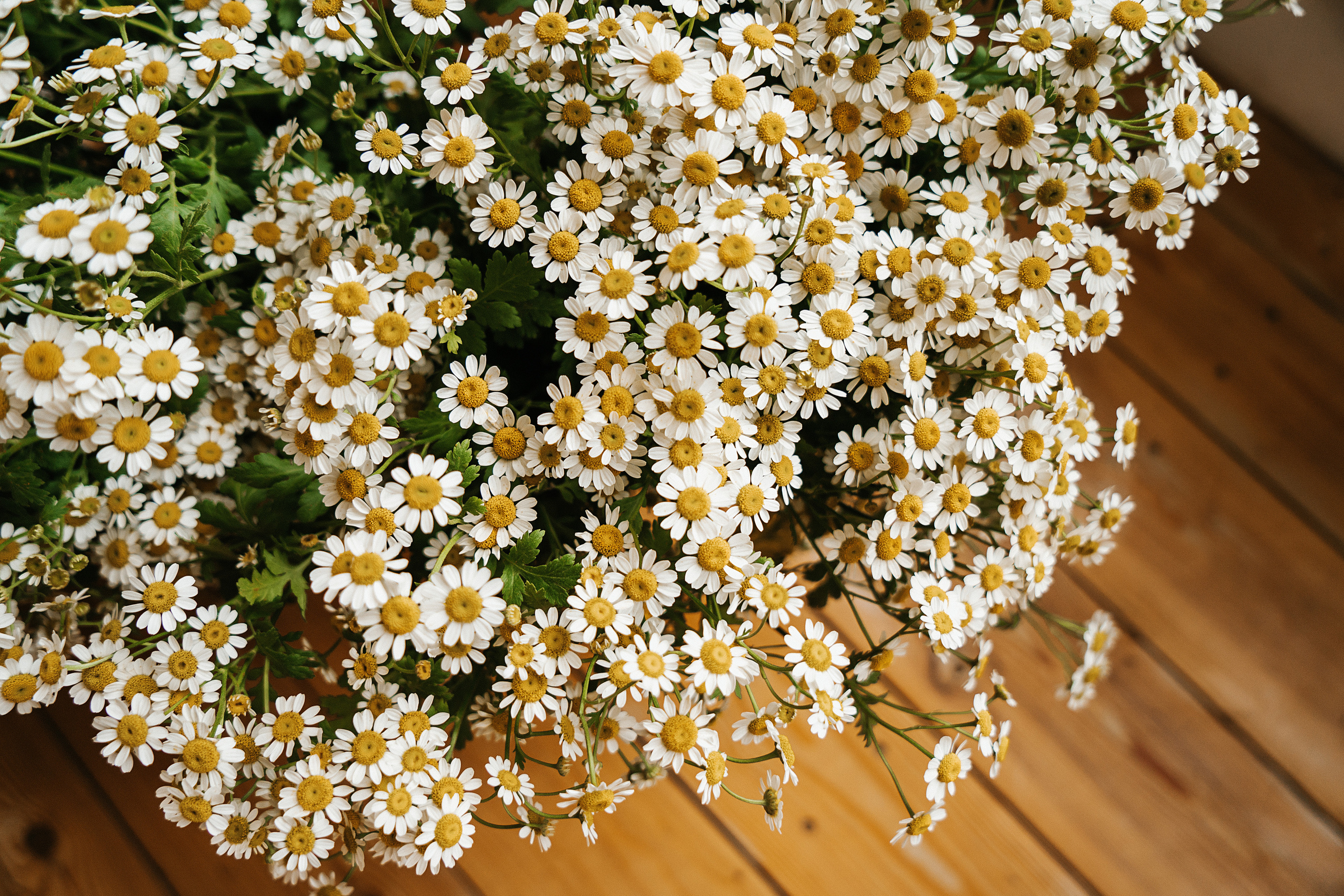 Ромашки. Свадебный и семейный фотограф/видеограф в Краснодаре Наталья Осинская