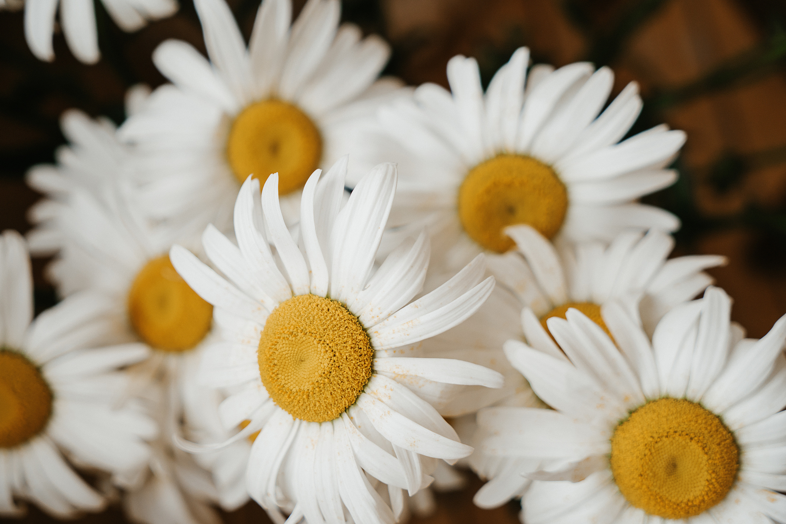 Ромашки. Свадебный и семейный фотограф/видеограф в Краснодаре Наталья Осинская