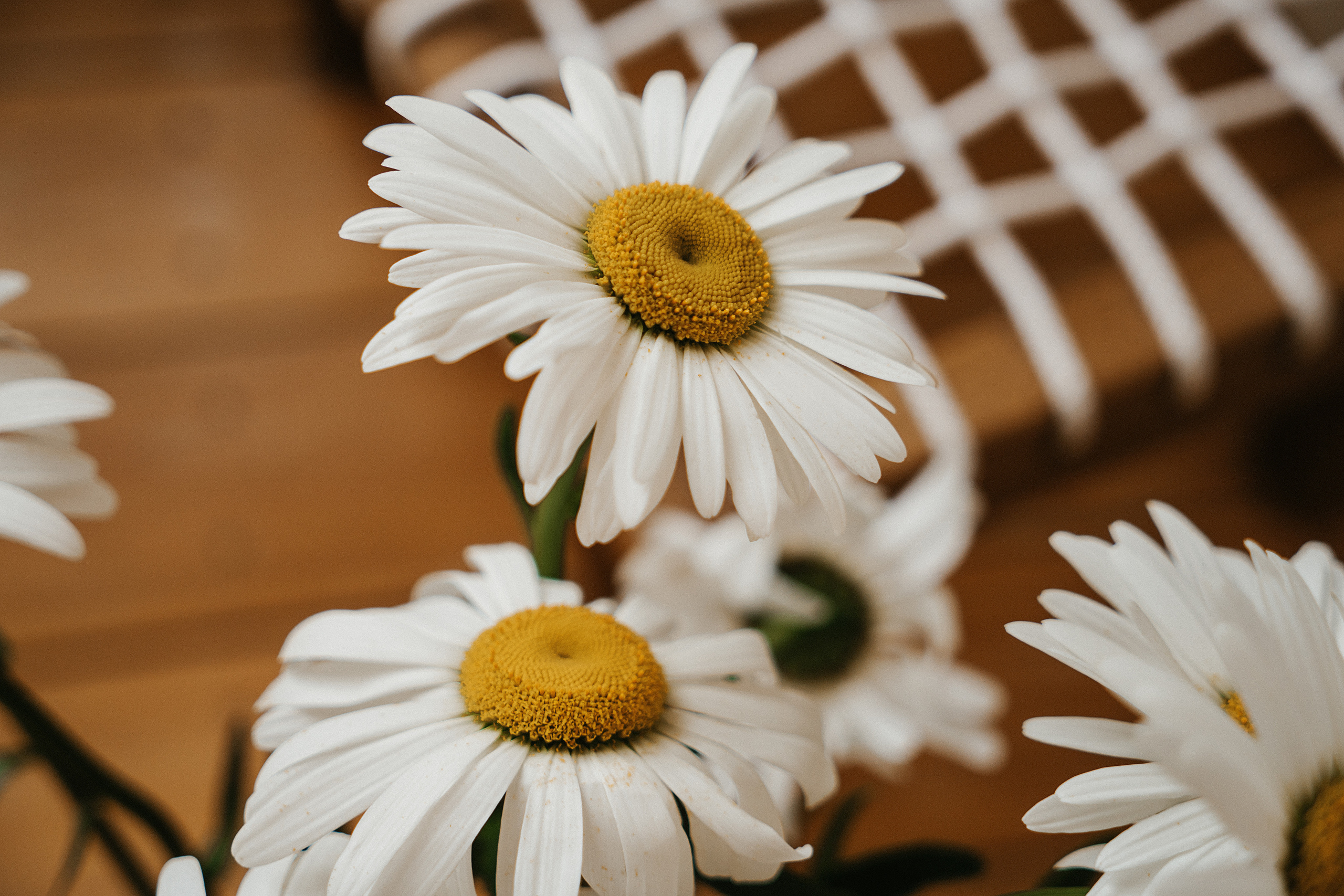 Ромашки. Свадебный и семейный фотограф/видеограф в Краснодаре Наталья Осинская